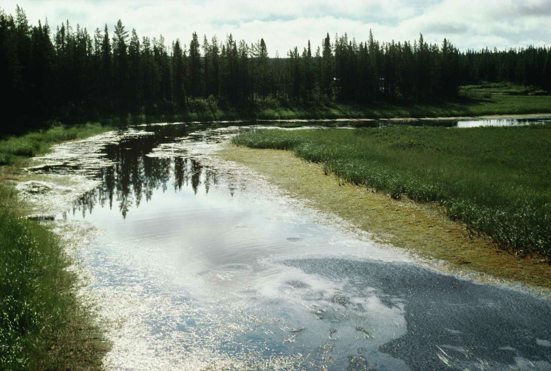 Pine Trees That Grow Well in Wet Conditions