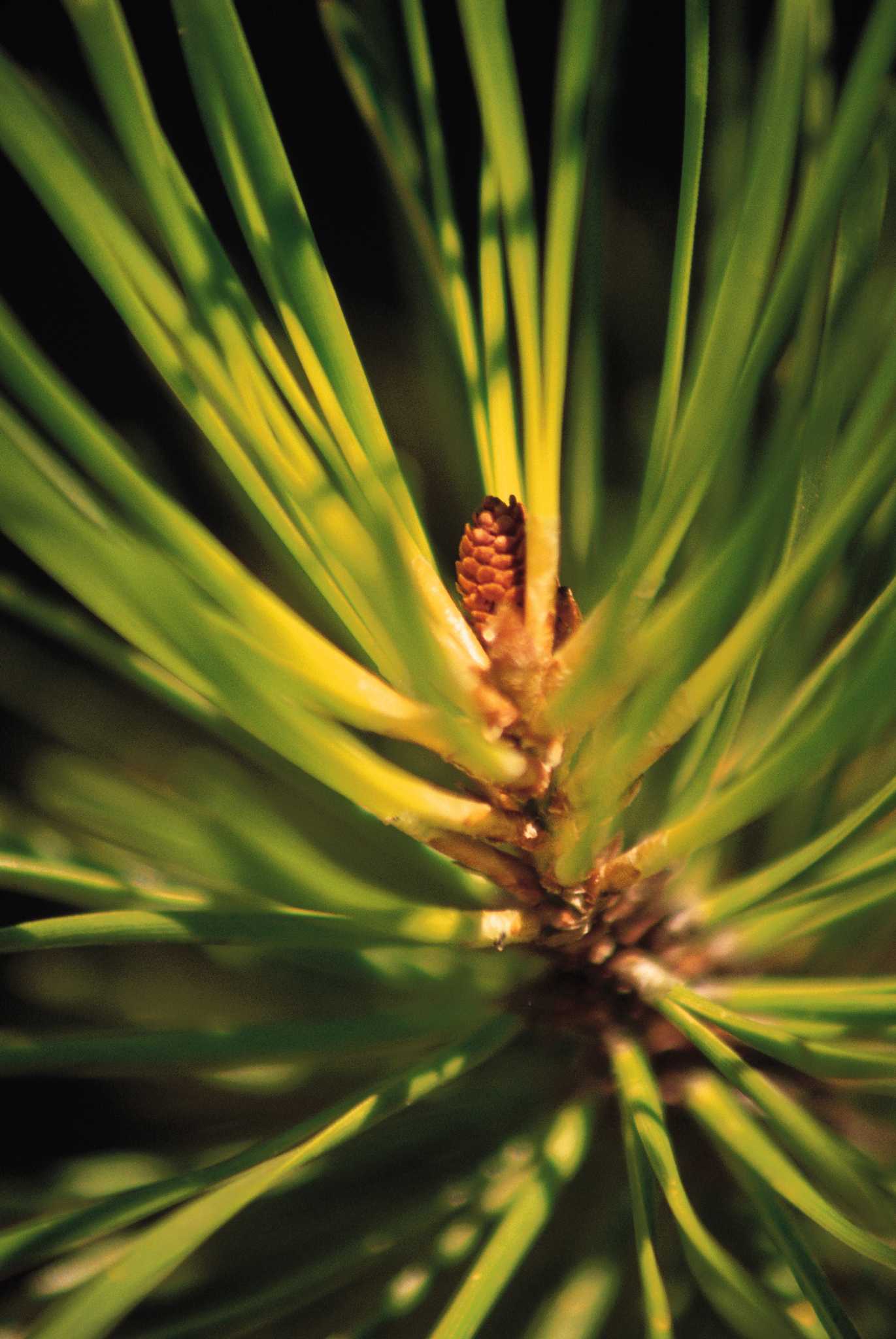 Master Gardener: When to be concerned about brown pine needles