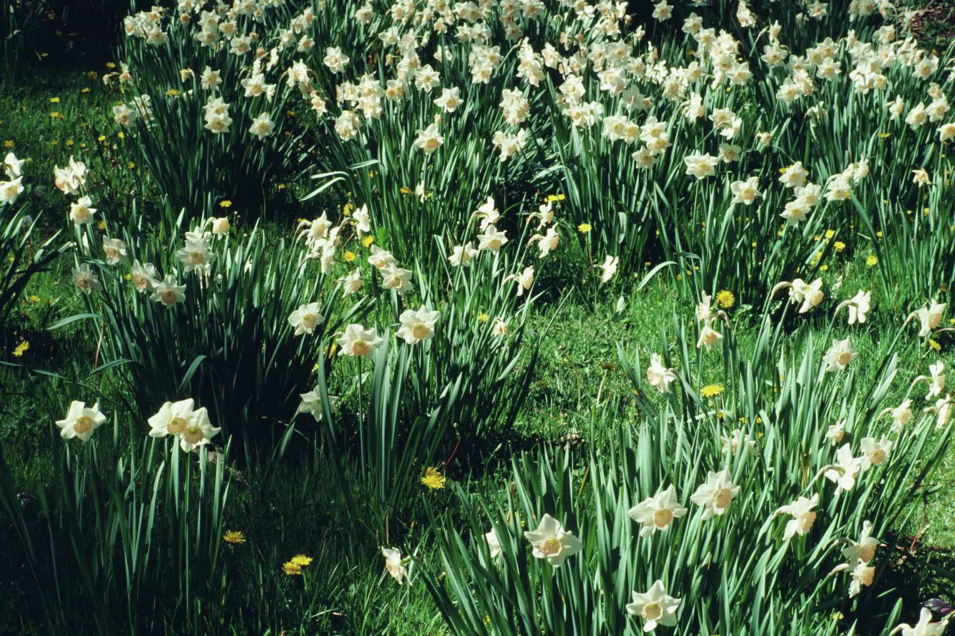 Are daffodil shops flowers poisonous to dogs