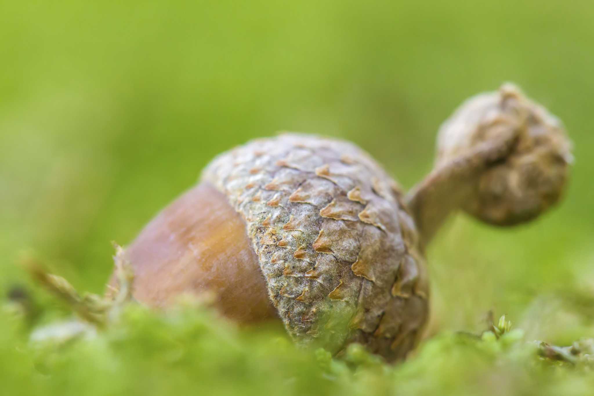 Harvesting the wild: Acorns - Backwoods Home Magazine