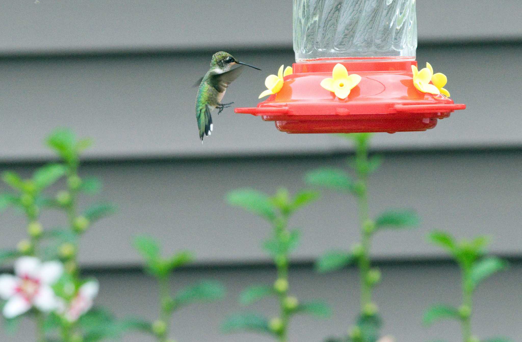 The Best Place to Put Hummingbird Feeders in the Yard