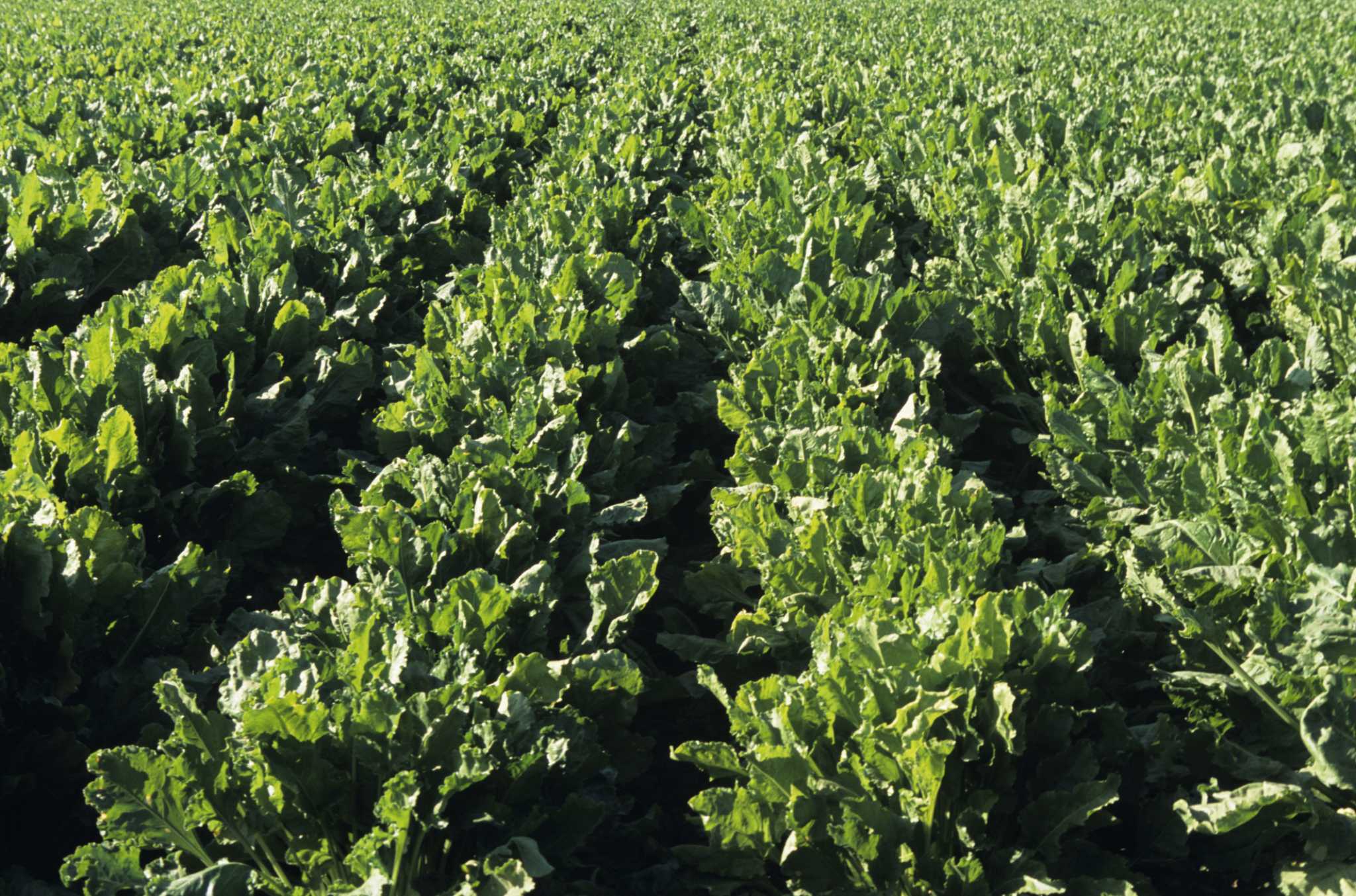 Turnip & Mustard Greens Planting Time
