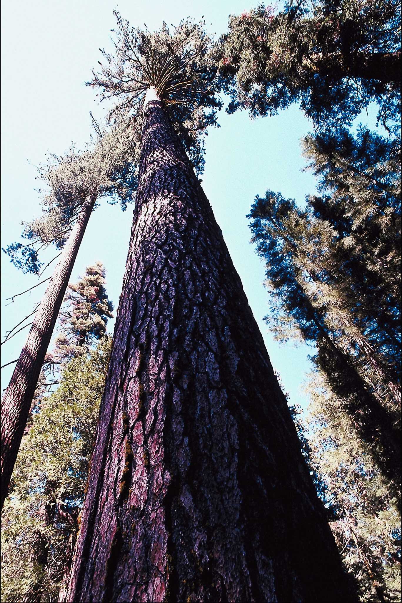 Two Types of Redwoods