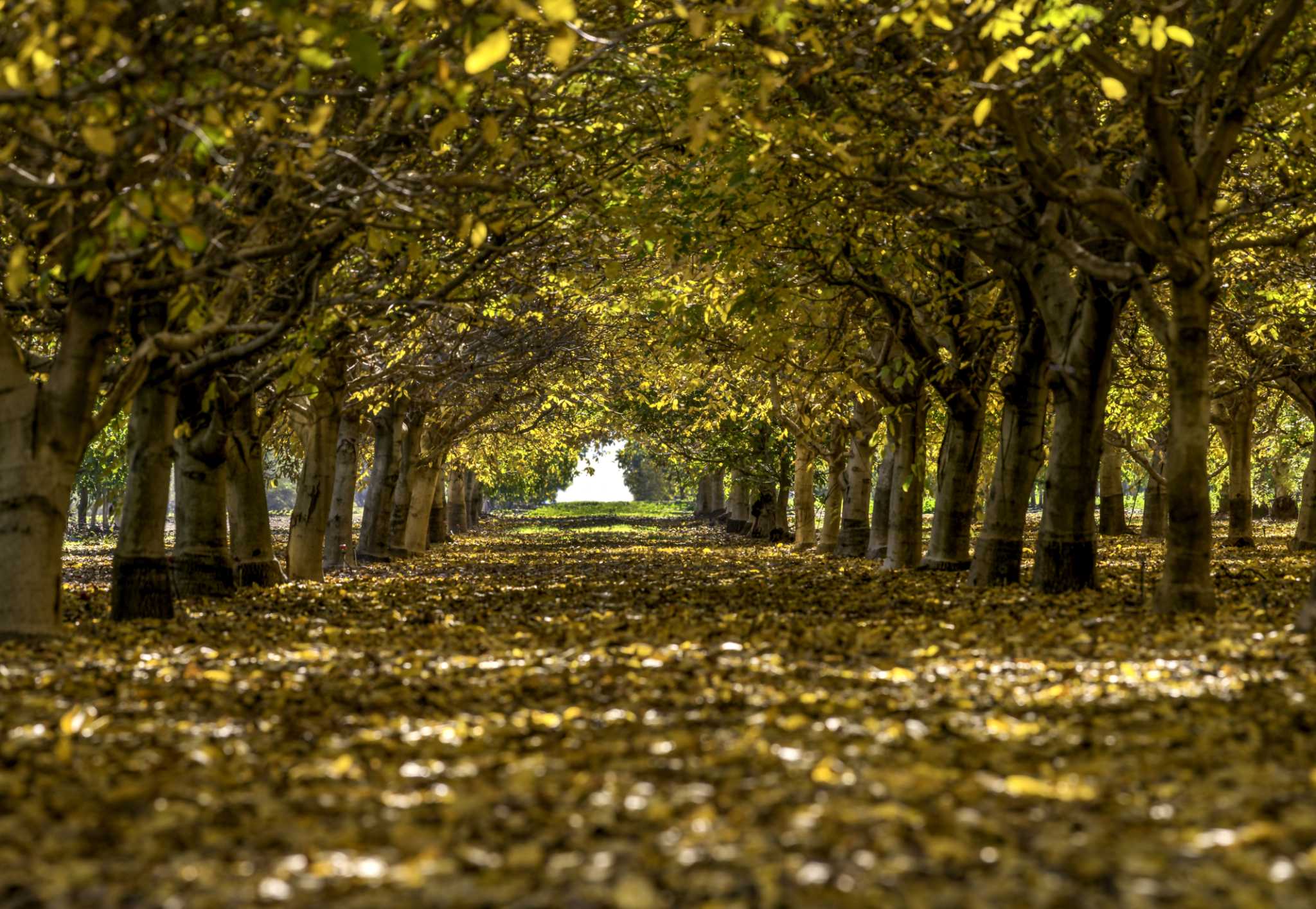 How to Plant Black Walnut Trees From Seeds With Husks