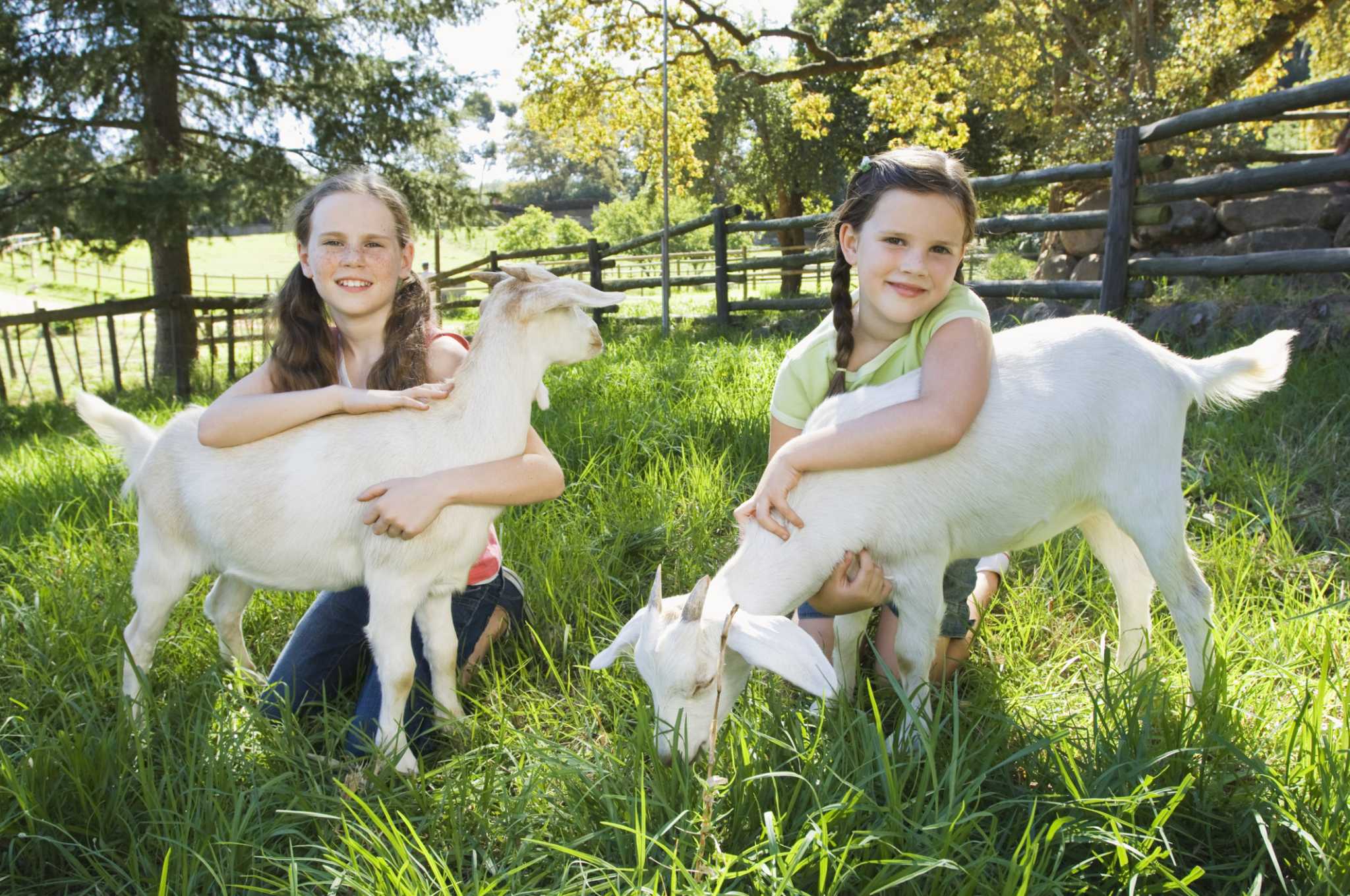 How to Plant Clover for Goats