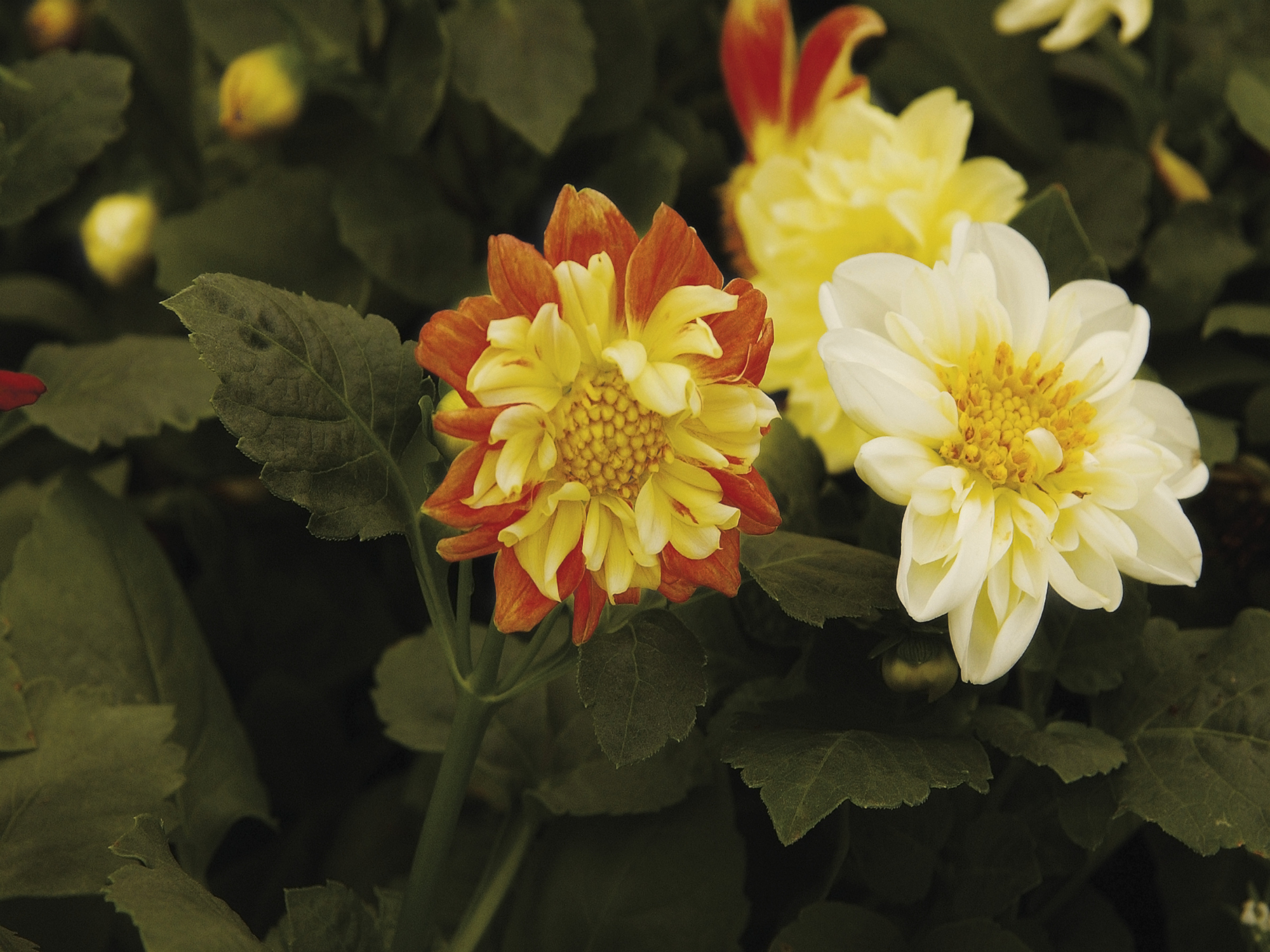 How to Plant Dahlias in Containers