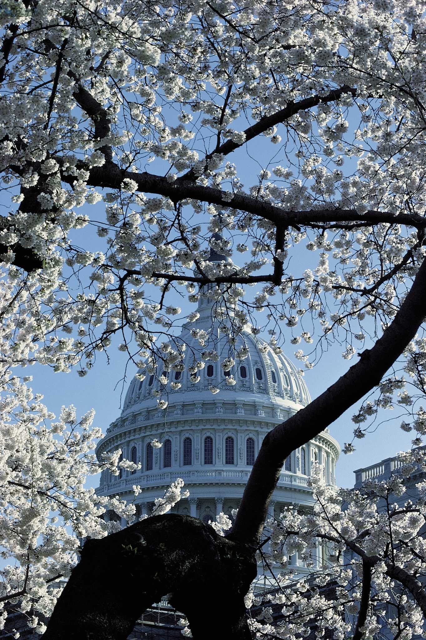 How to Plant a Flowering Yoshino Cherry Tree Over 10 Feet Tall