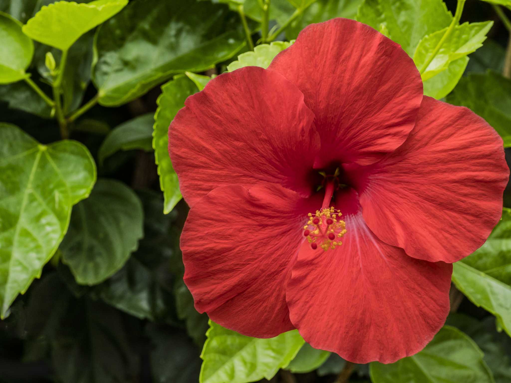What Type of Soil Is Best for Hibiscus Flowers?