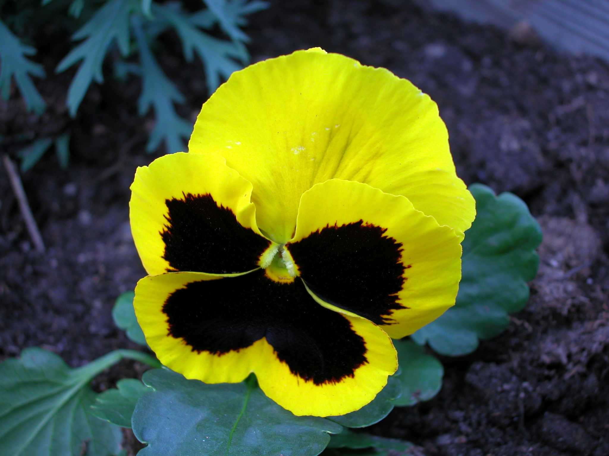 what-type-of-soil-is-best-to-use-for-pansy-flowers