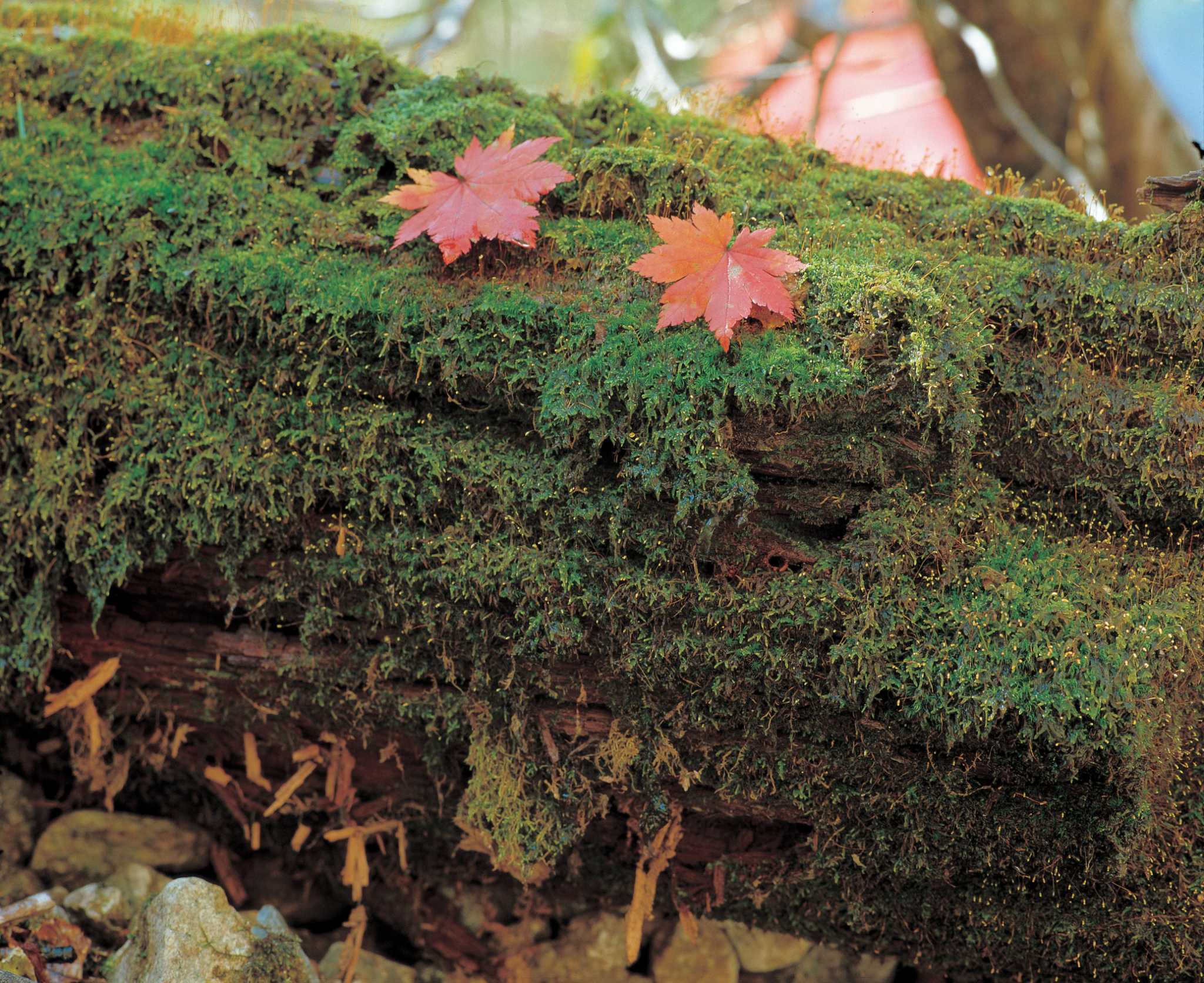 How to Plant a Garden in Rotten Logs