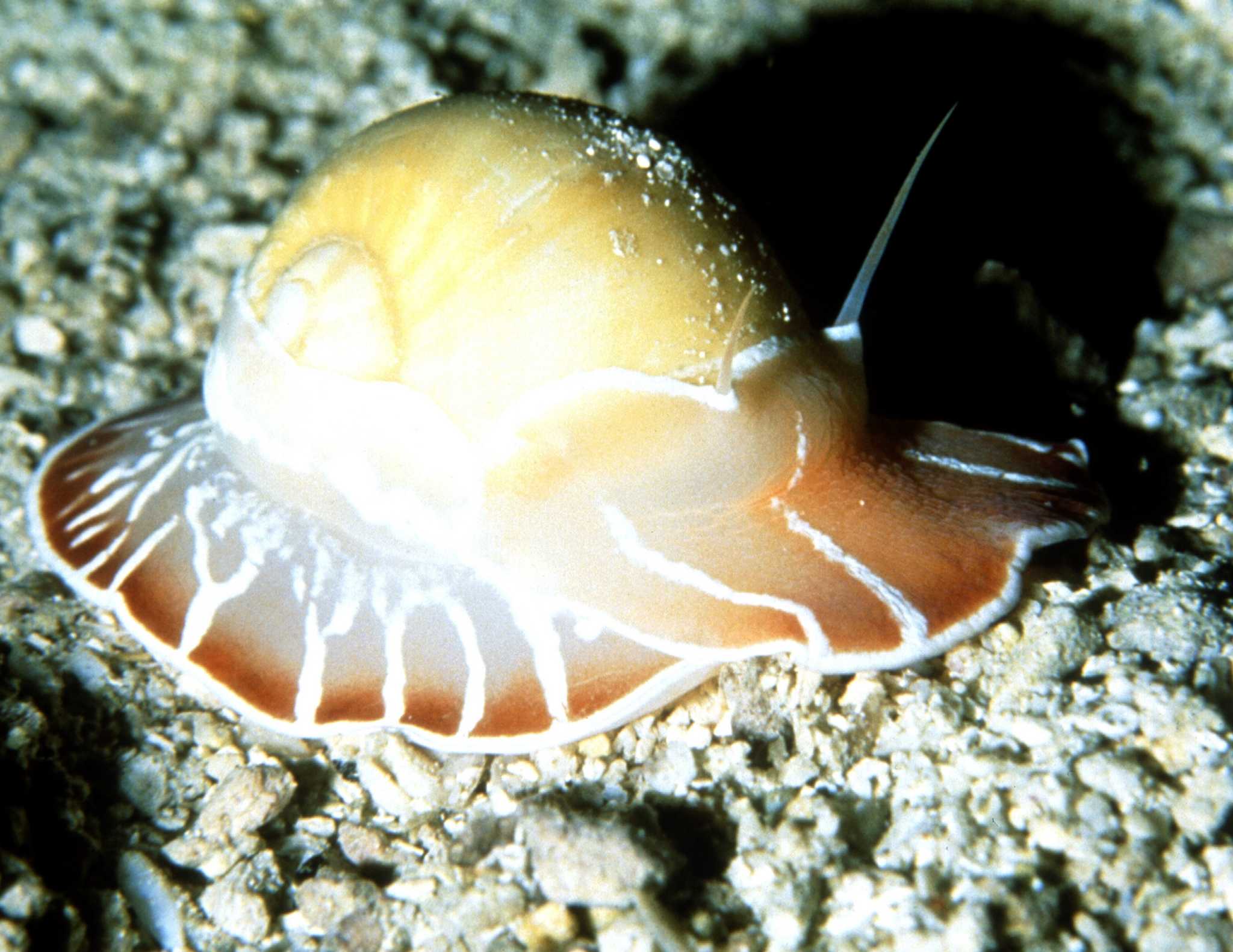 What Types of Plants Do Snails Eat in a Pond?