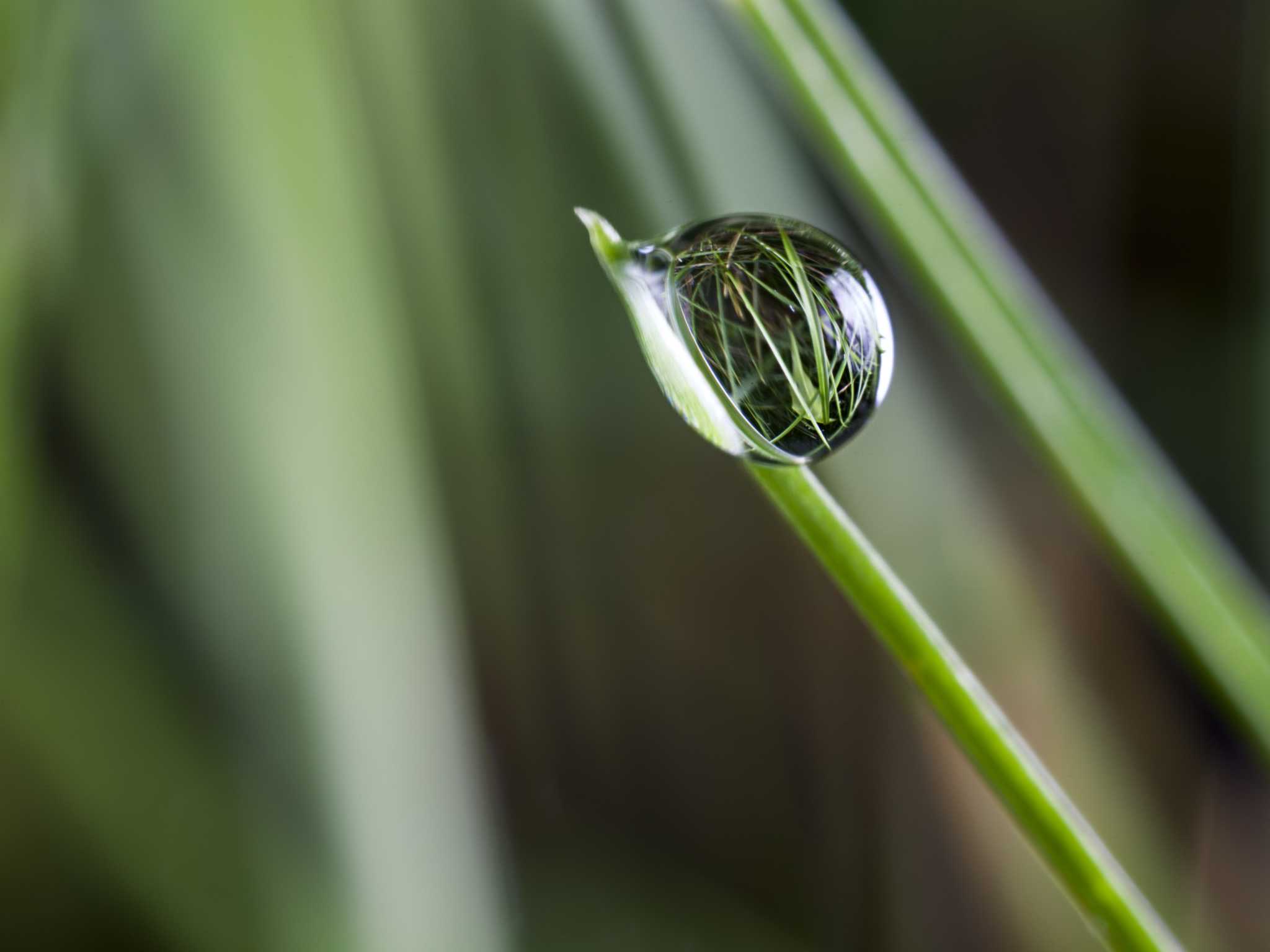 Plant Grass Seed First or Fertilize?
