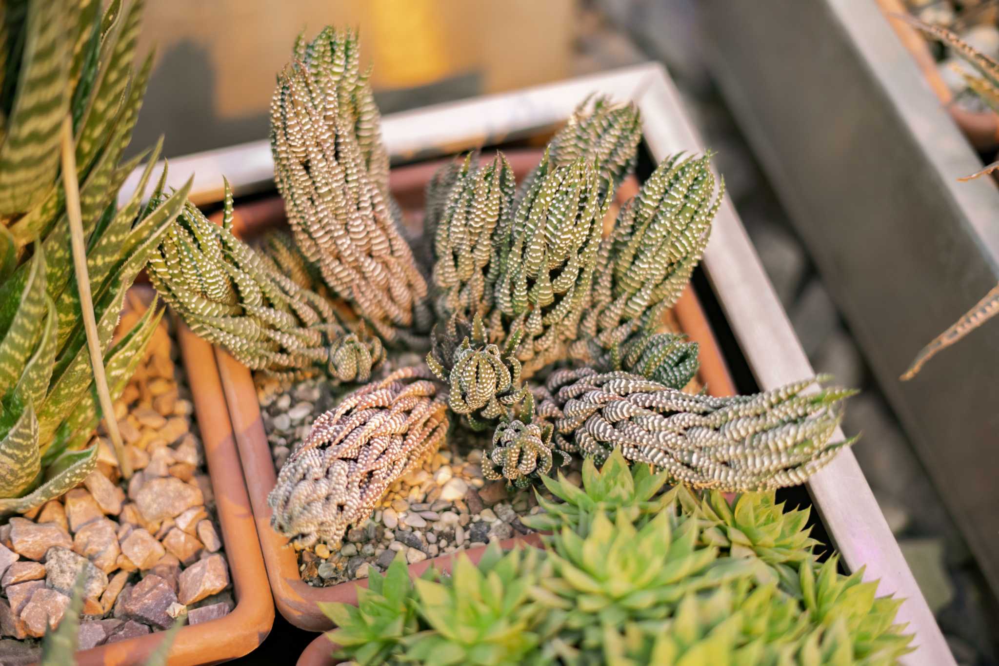 What Types of Soil Do Cacti Need?