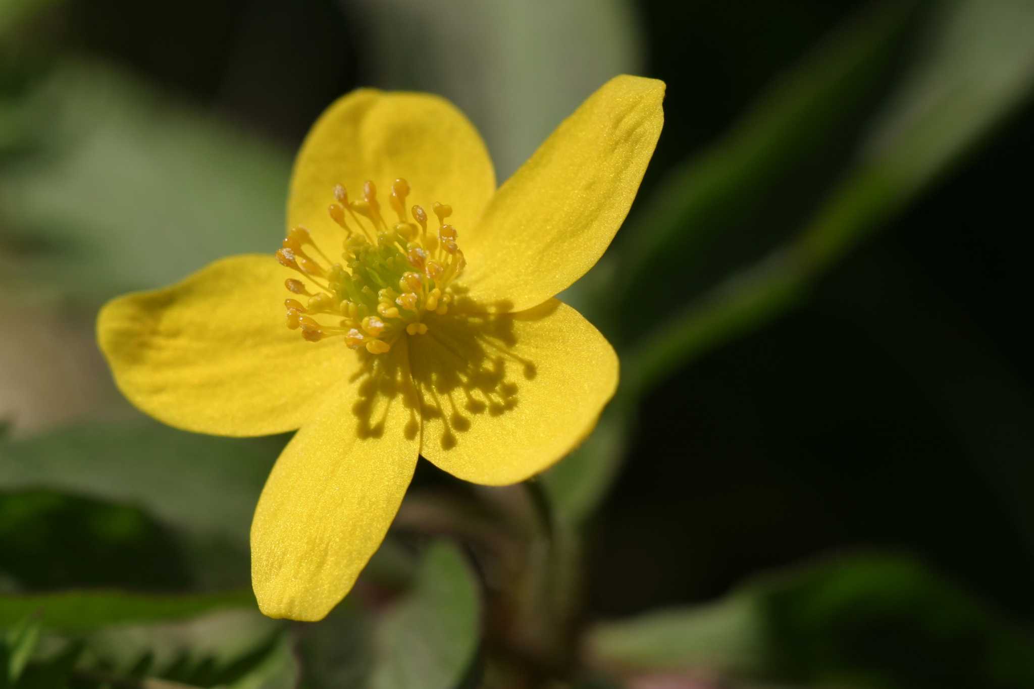 Hypericum Ruby How to Plant Hypericum