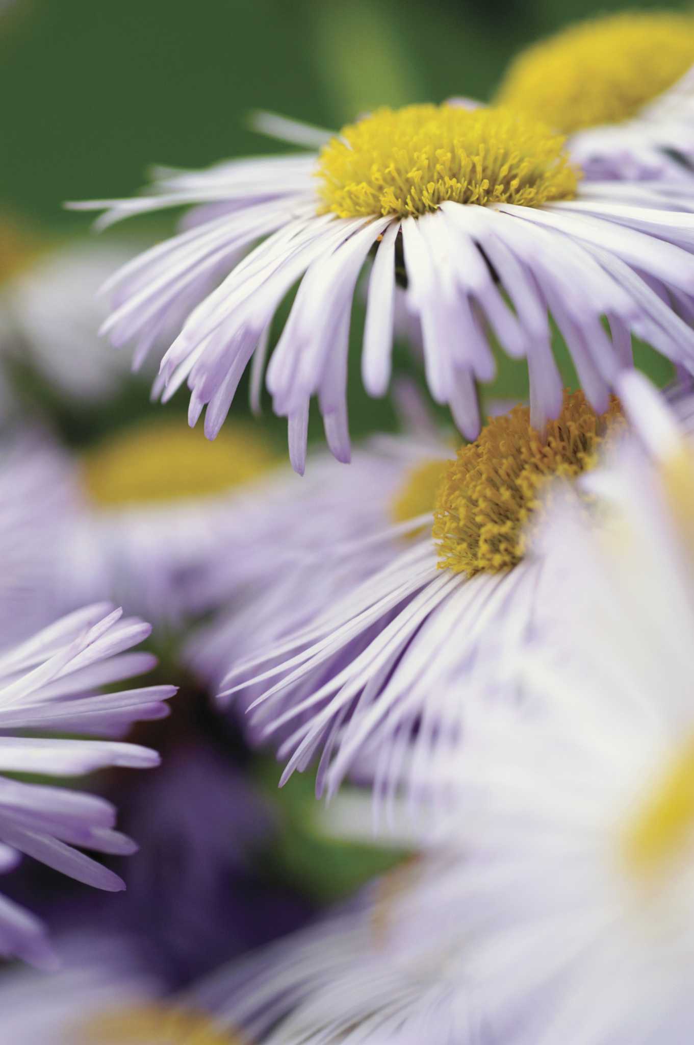 Planting Guide for Seaside Daisies