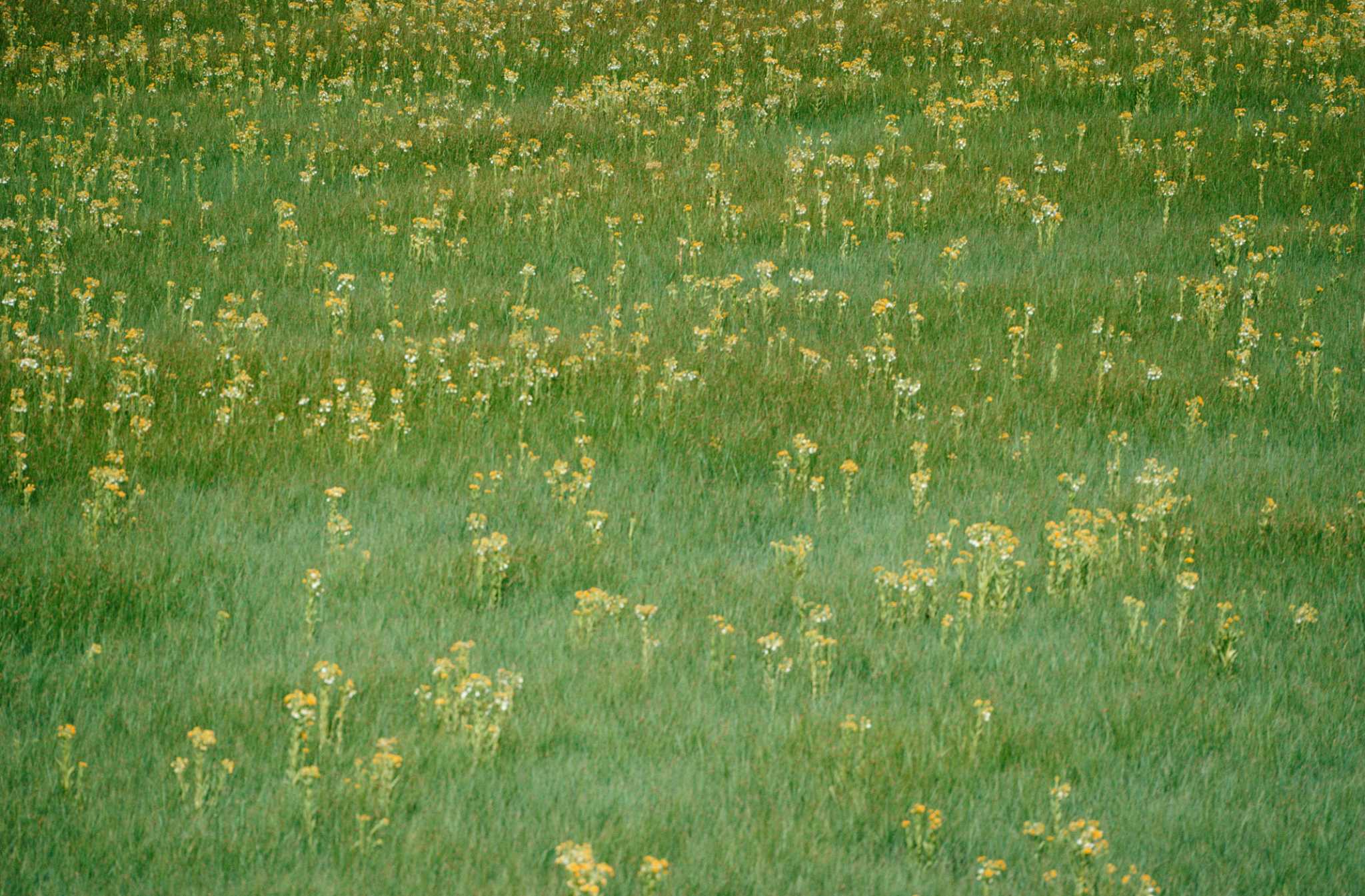 Does UltraStop Weed Killer Kill Grass?