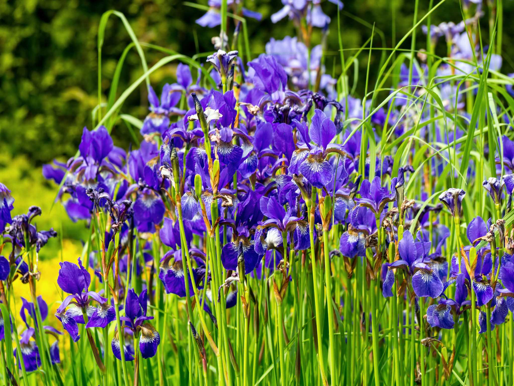 Do You Plant Iris Plants in Sunlight or Shade?