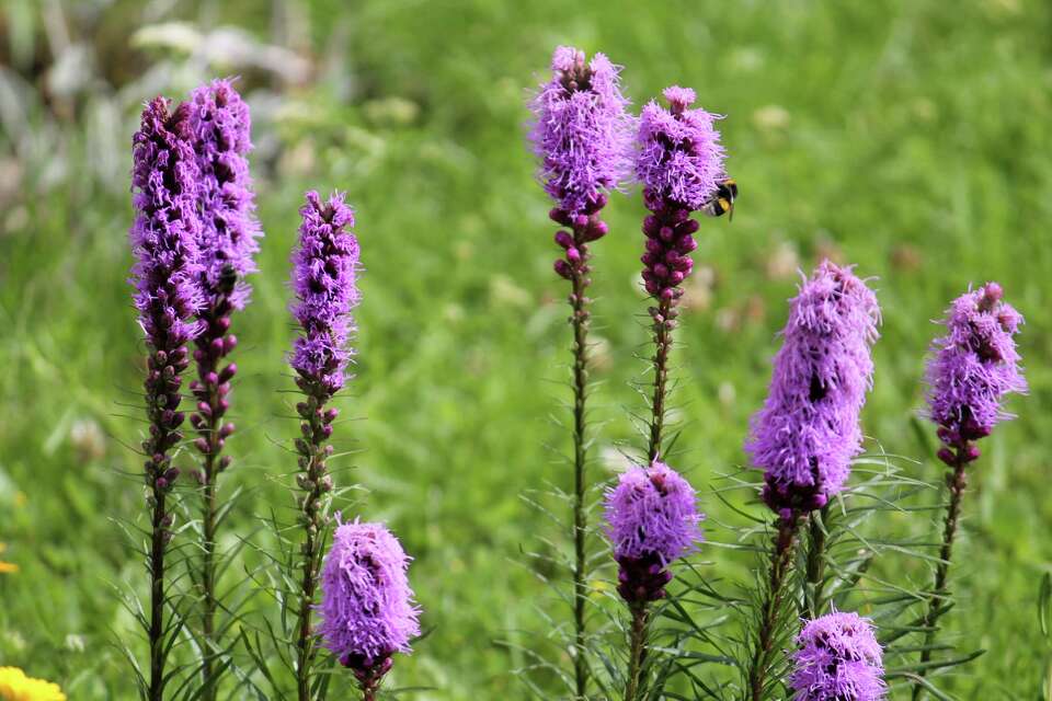 How to Plant Liatris Bulbs