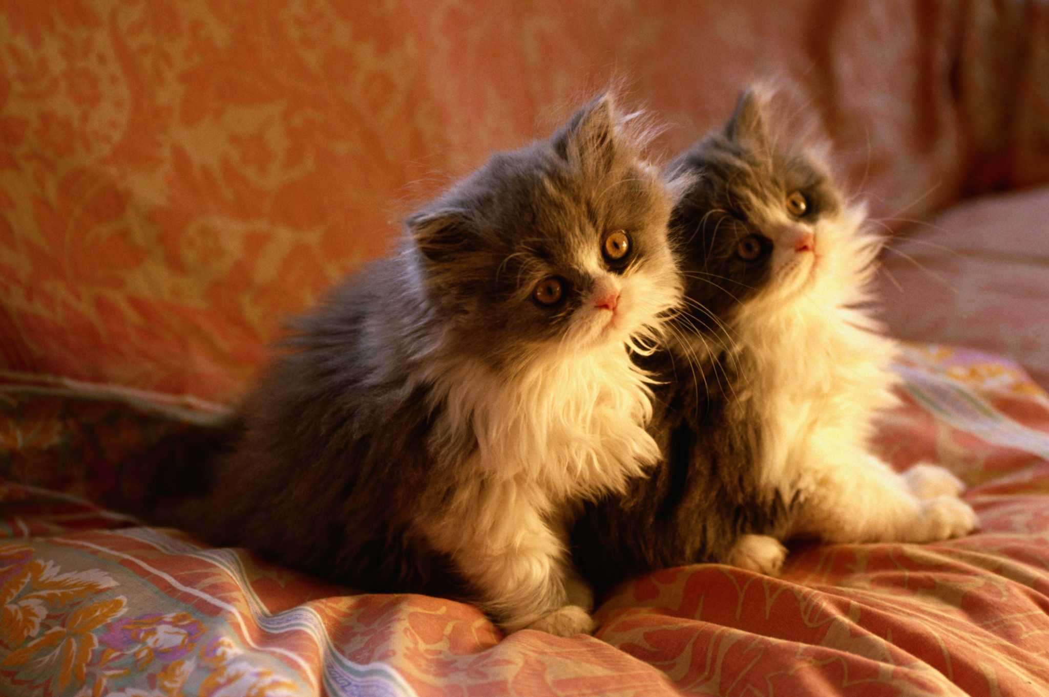 The Best Upholstery Fabric for Cats