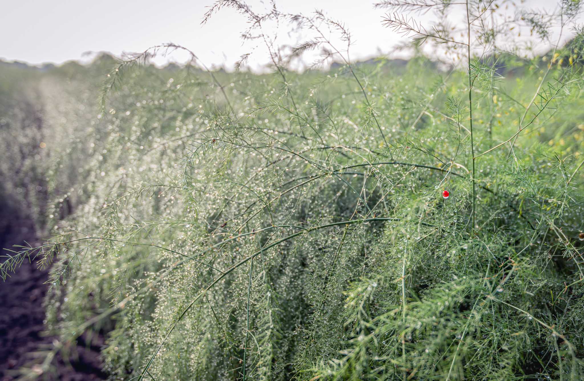 What to Plant Near Asparagus