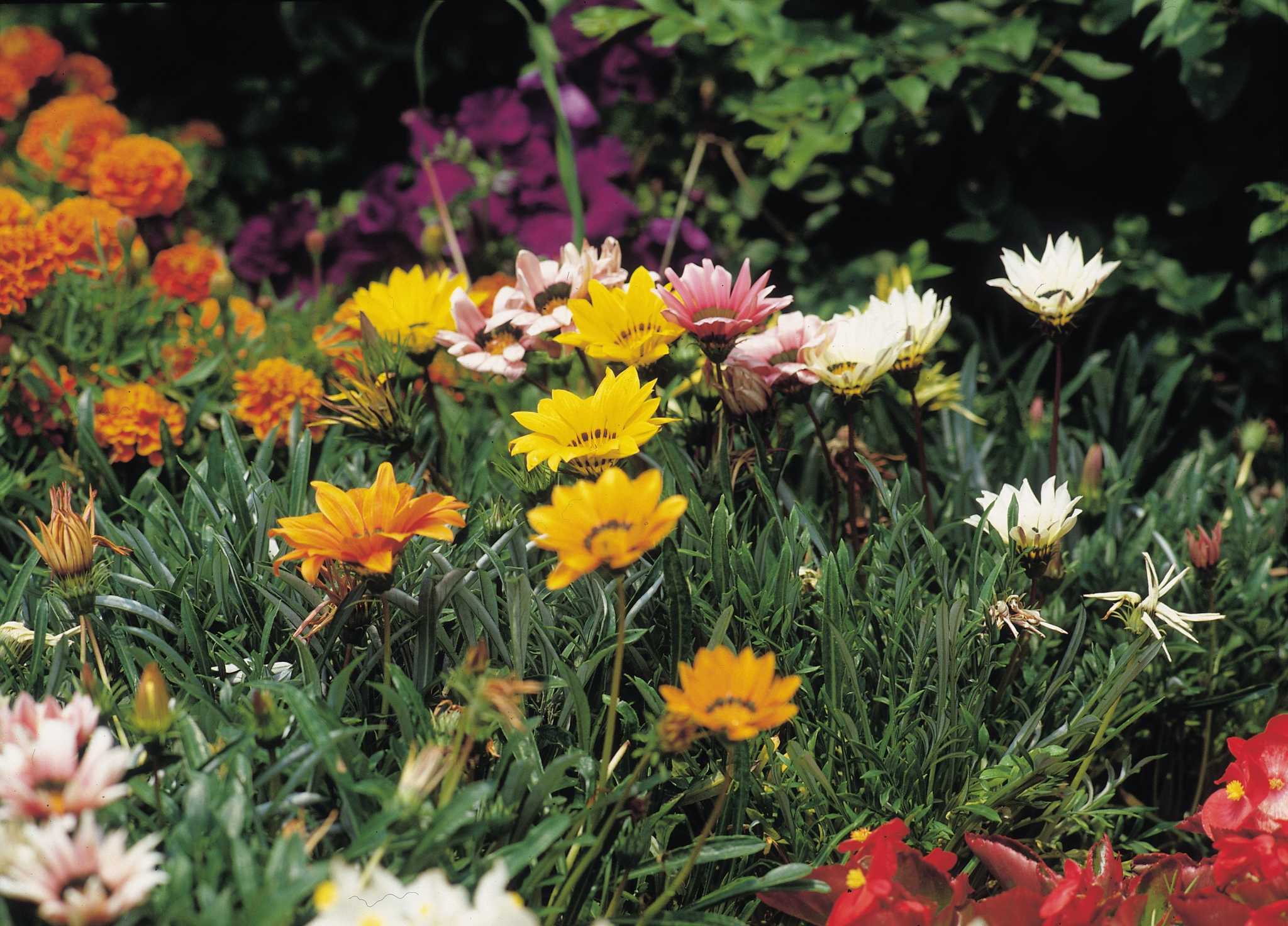 What to Plant Over Septic Field?