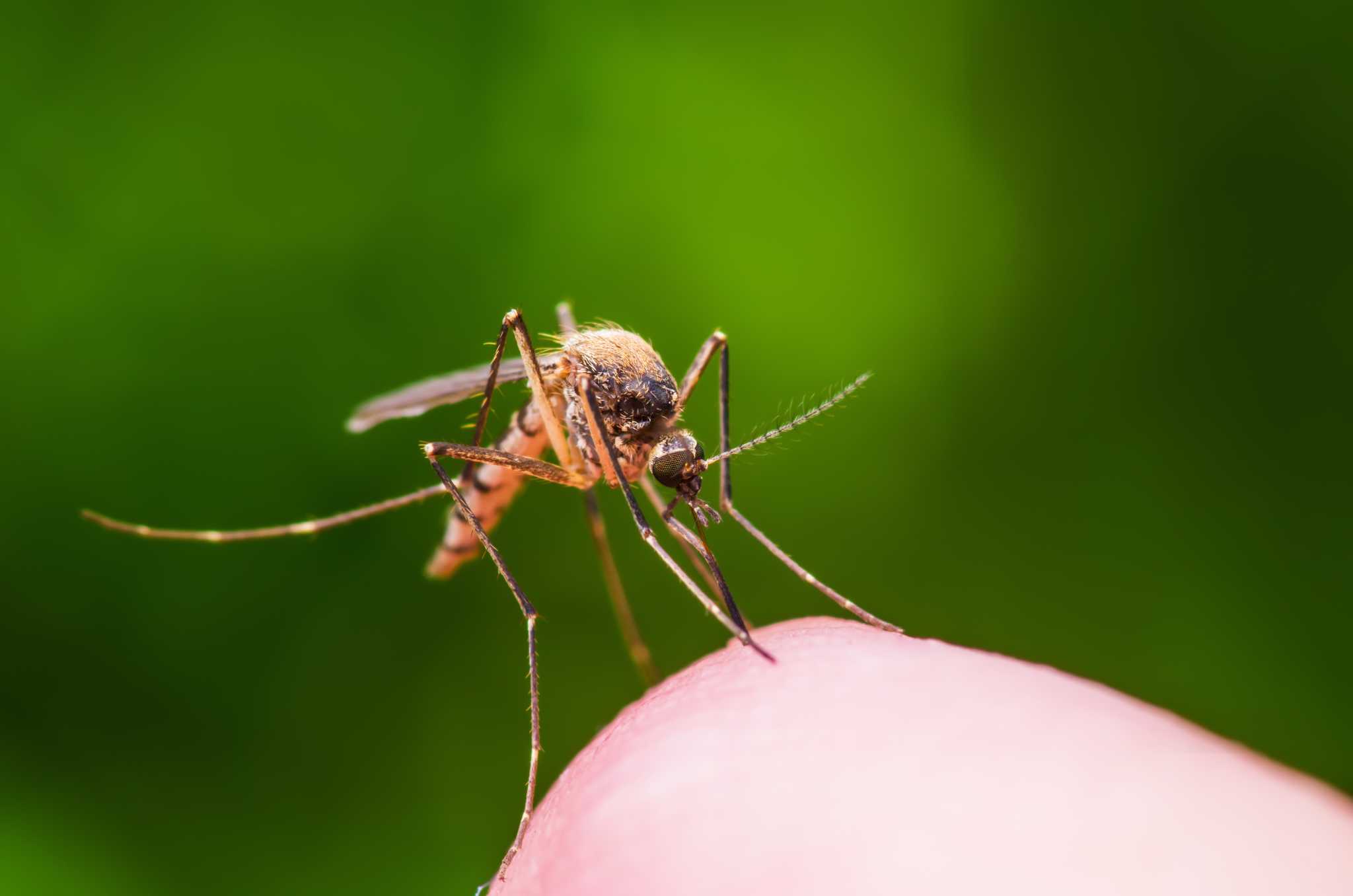 Catch Mosquitos, Flies, Hornets and More: 3 DIY Bug Traps That Actually  Work - CNET