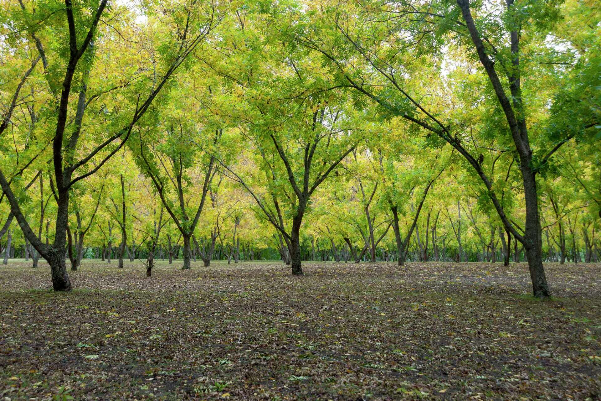 How to Plant Pecan Trees From Seed
