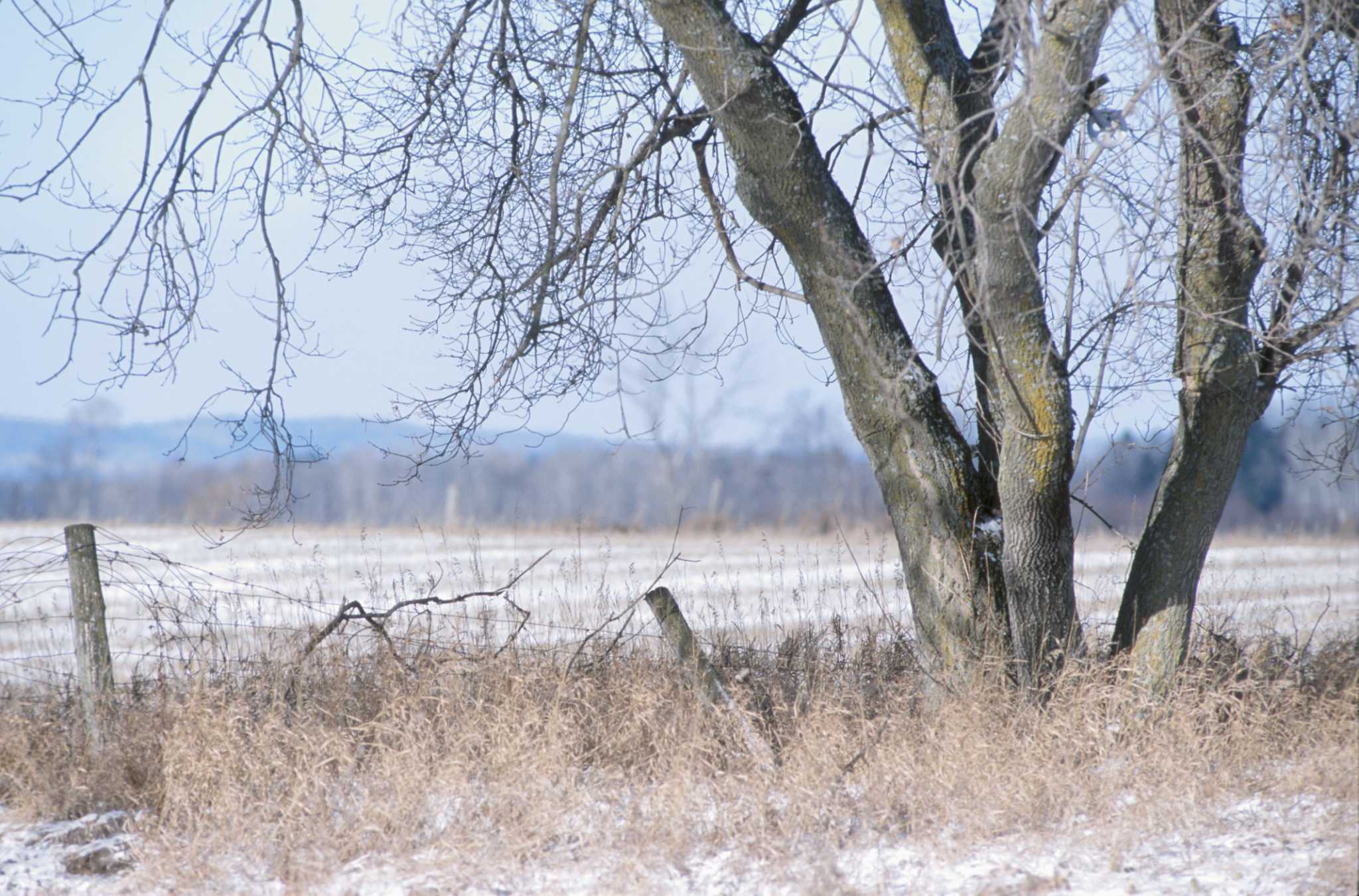 How to Use Bayer Advanced Brush Killer