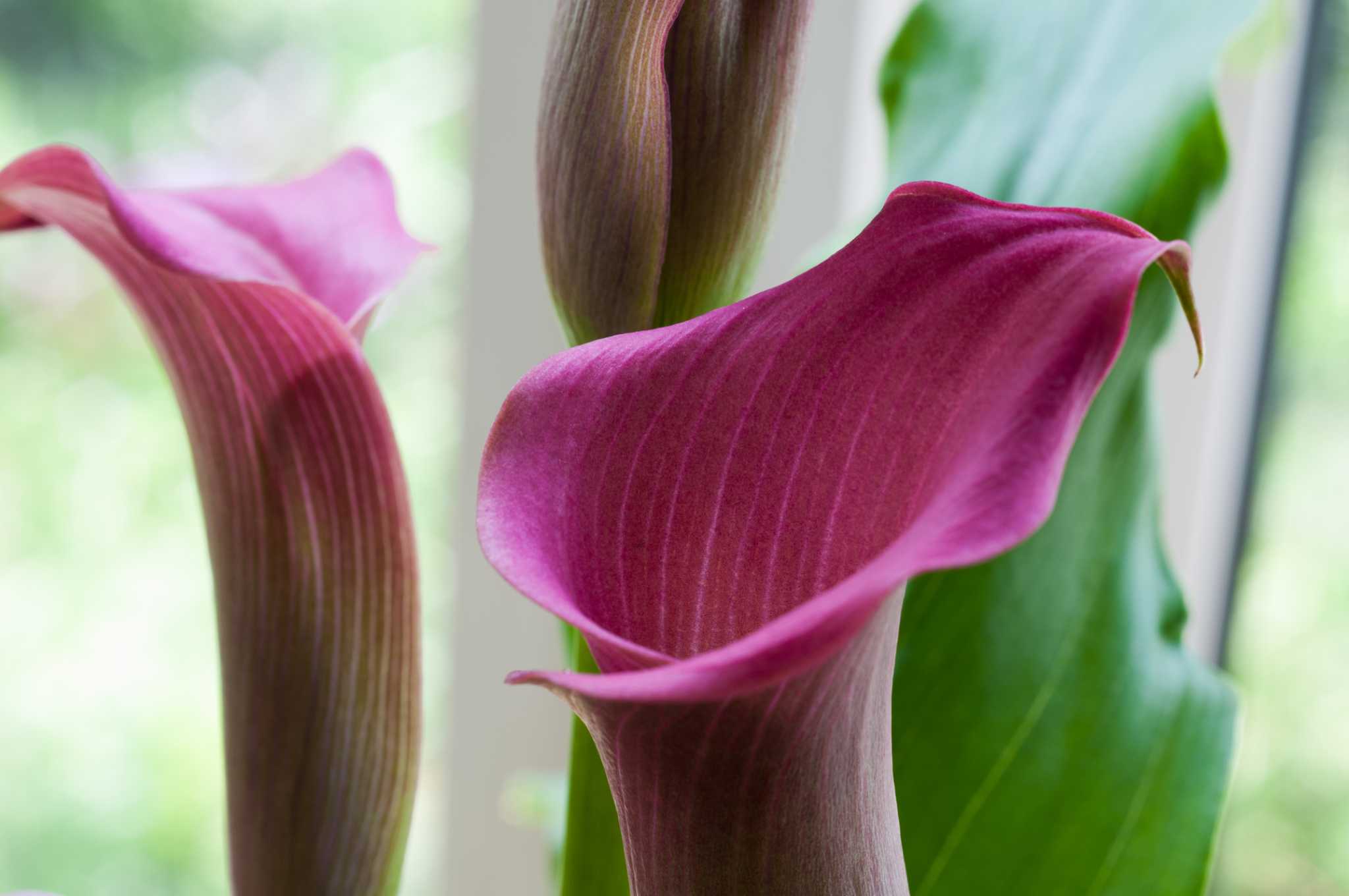 How to Plant a Purple Calla Lily Outside