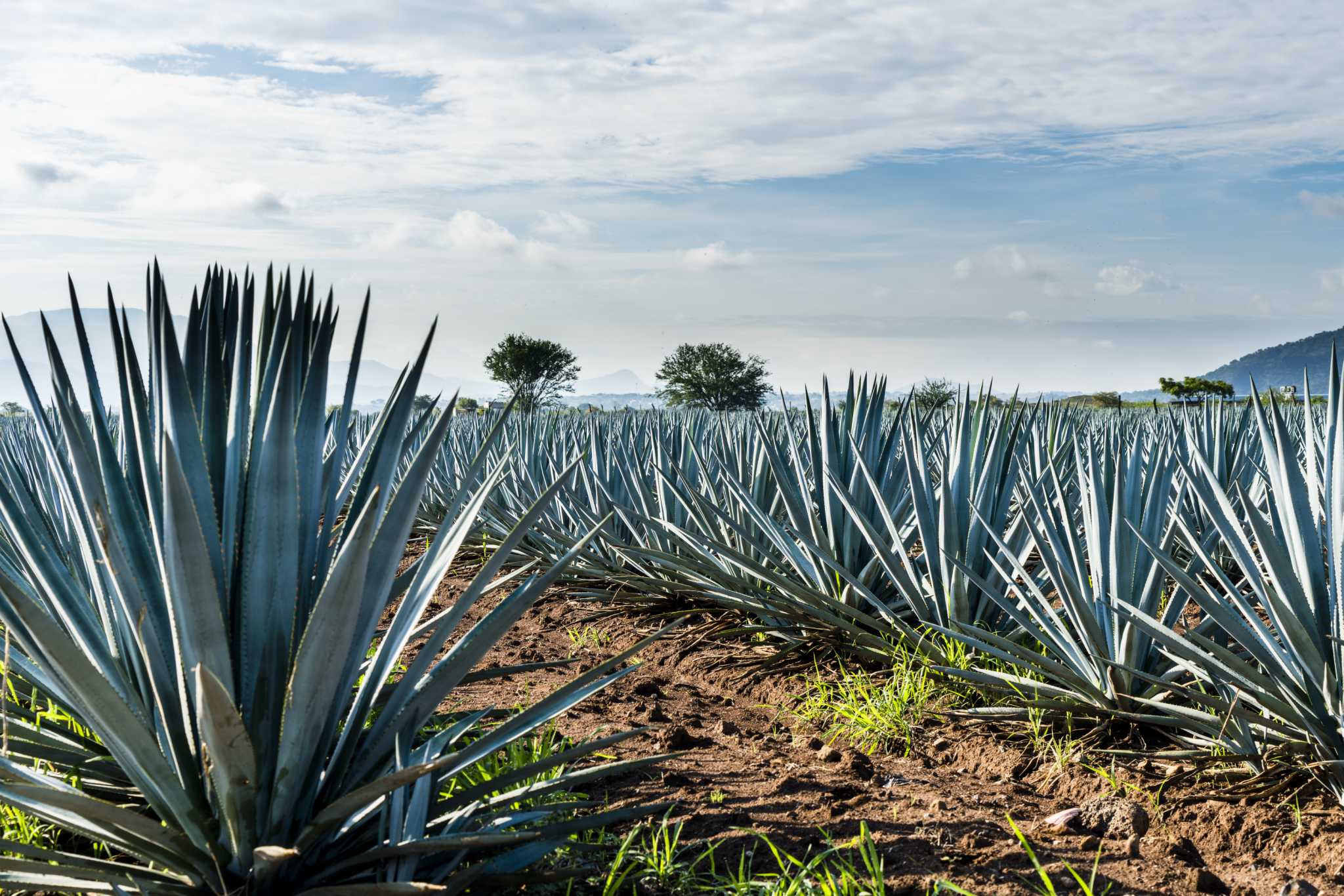 How Plants Have Adapted to Prevent Water Loss