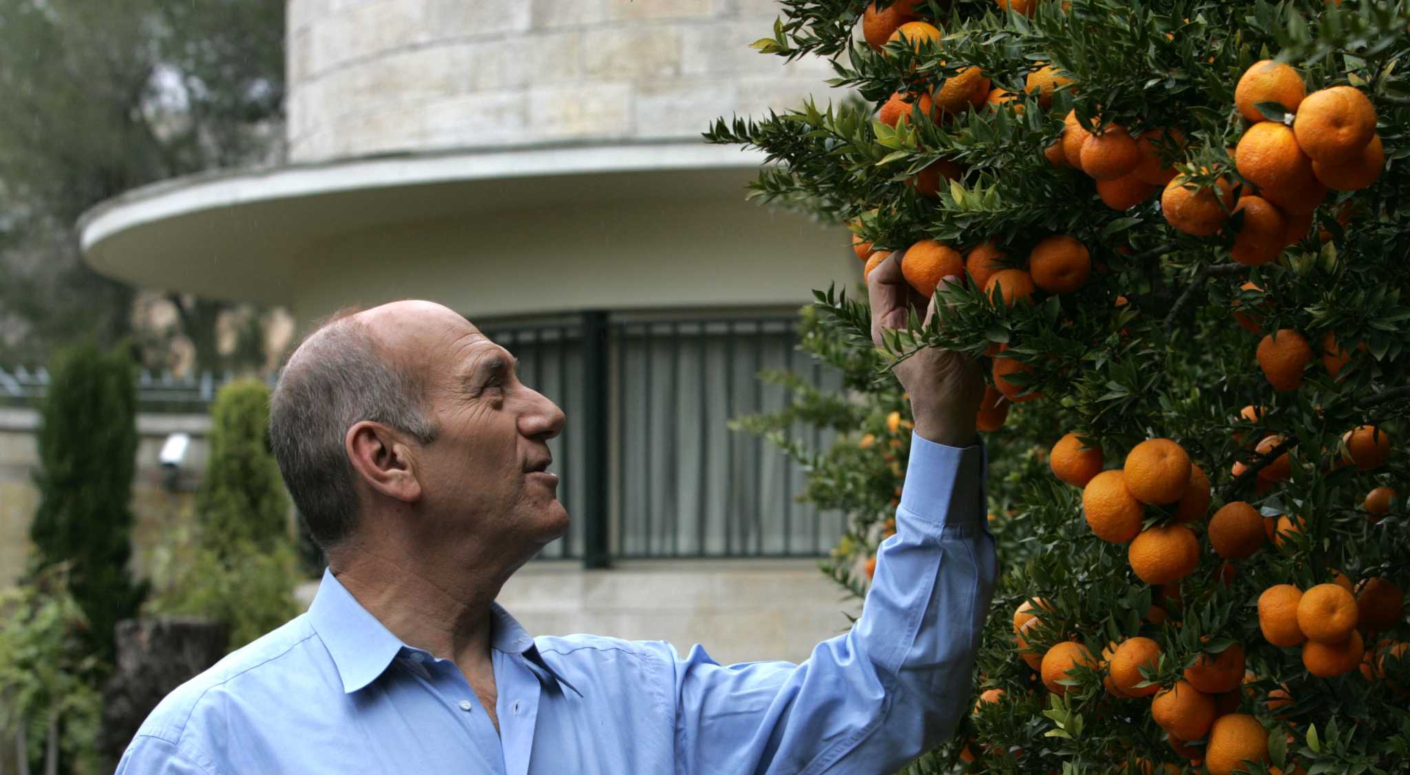 When to Plant a Satsuma Tree