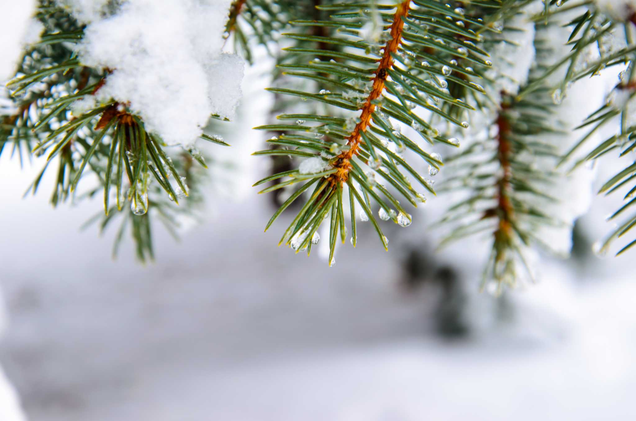 Plants That Benefit From Pine Needle Mulch