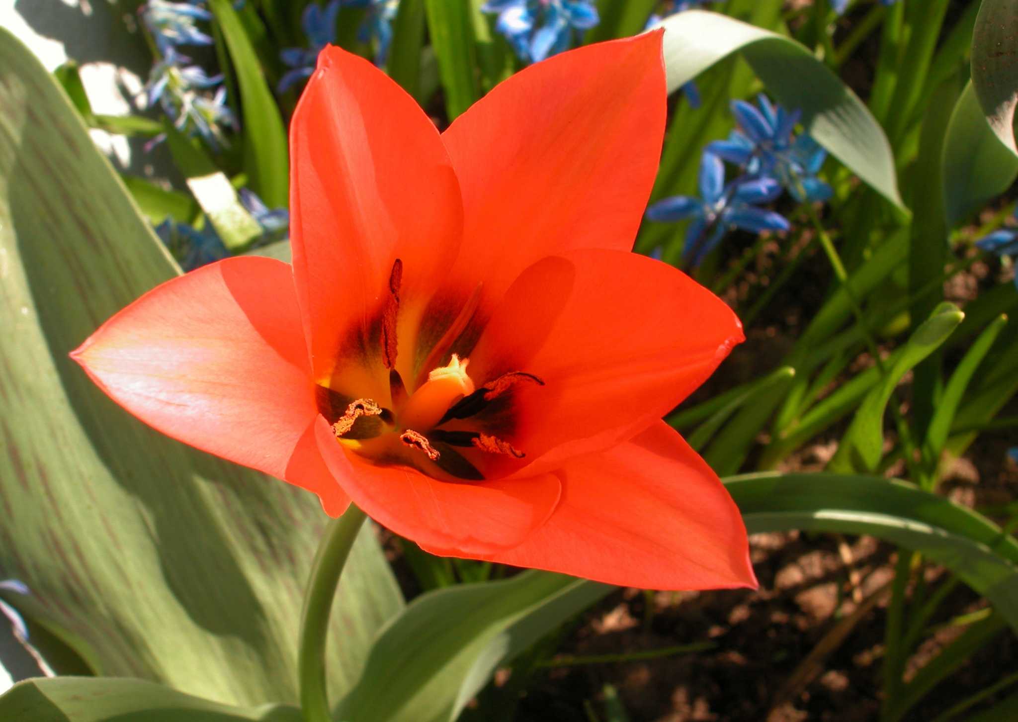 A close-up view of a vibrant red tulip blooming, illustrating what's at stake when considering if coffee grounds are good for tulips.