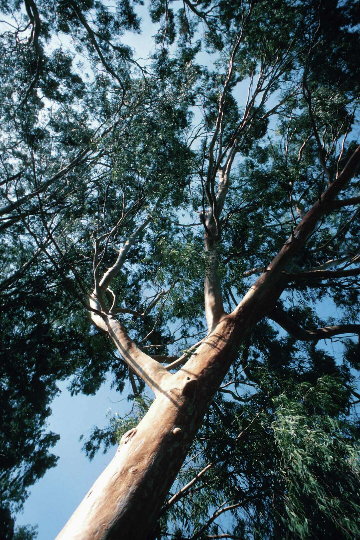 How To Propagate Silver Dollar Eucalyptus Trees