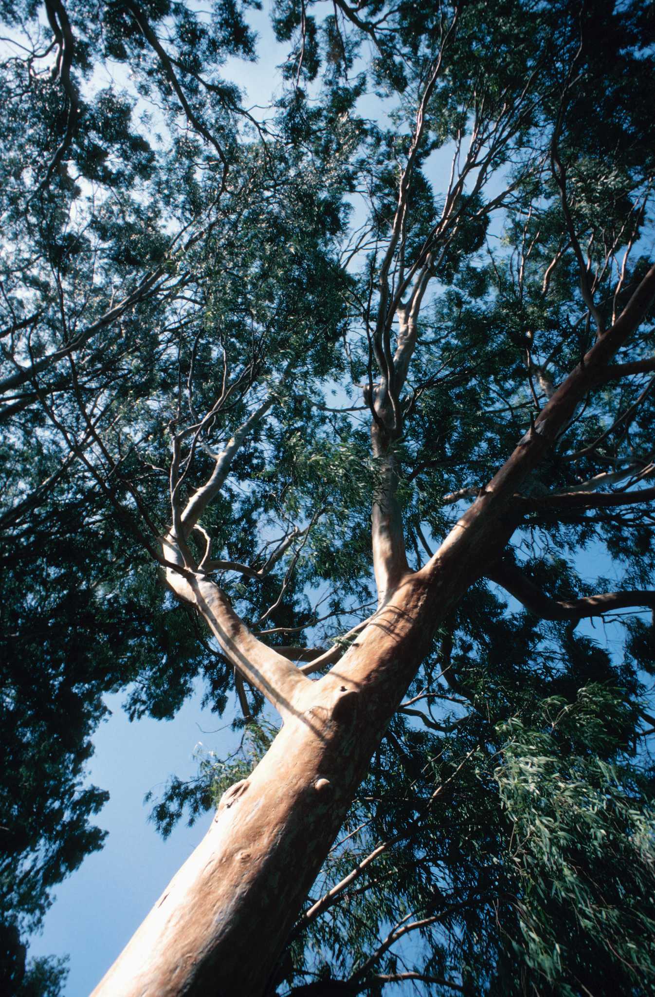 How to Use Eucalyptus Mulch to Repel Insects
