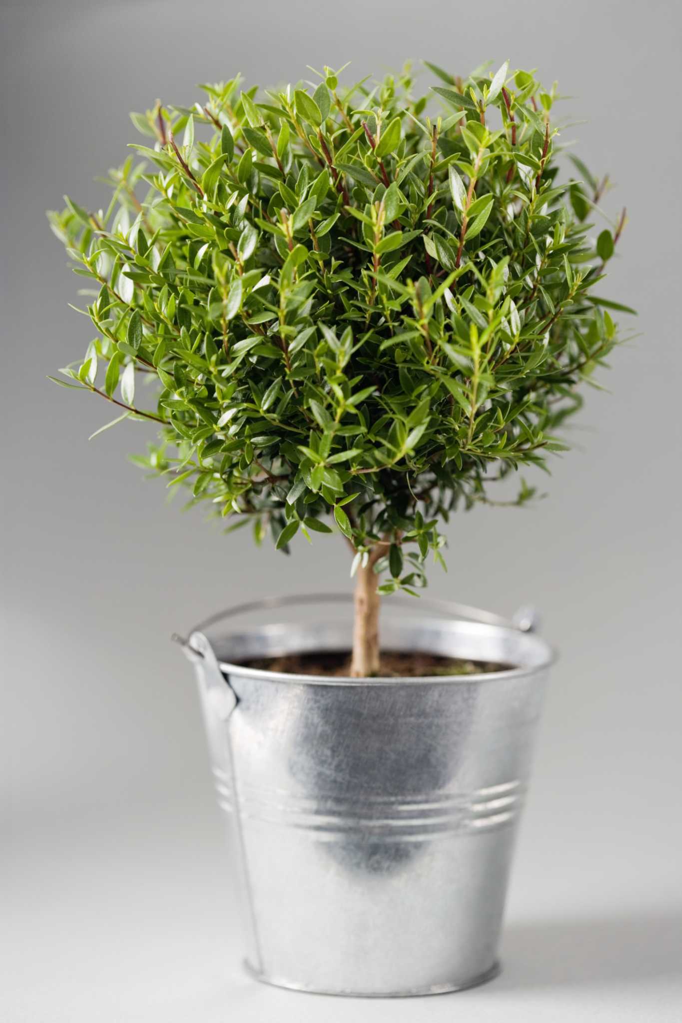 How to Use Fake Plants Outdoors