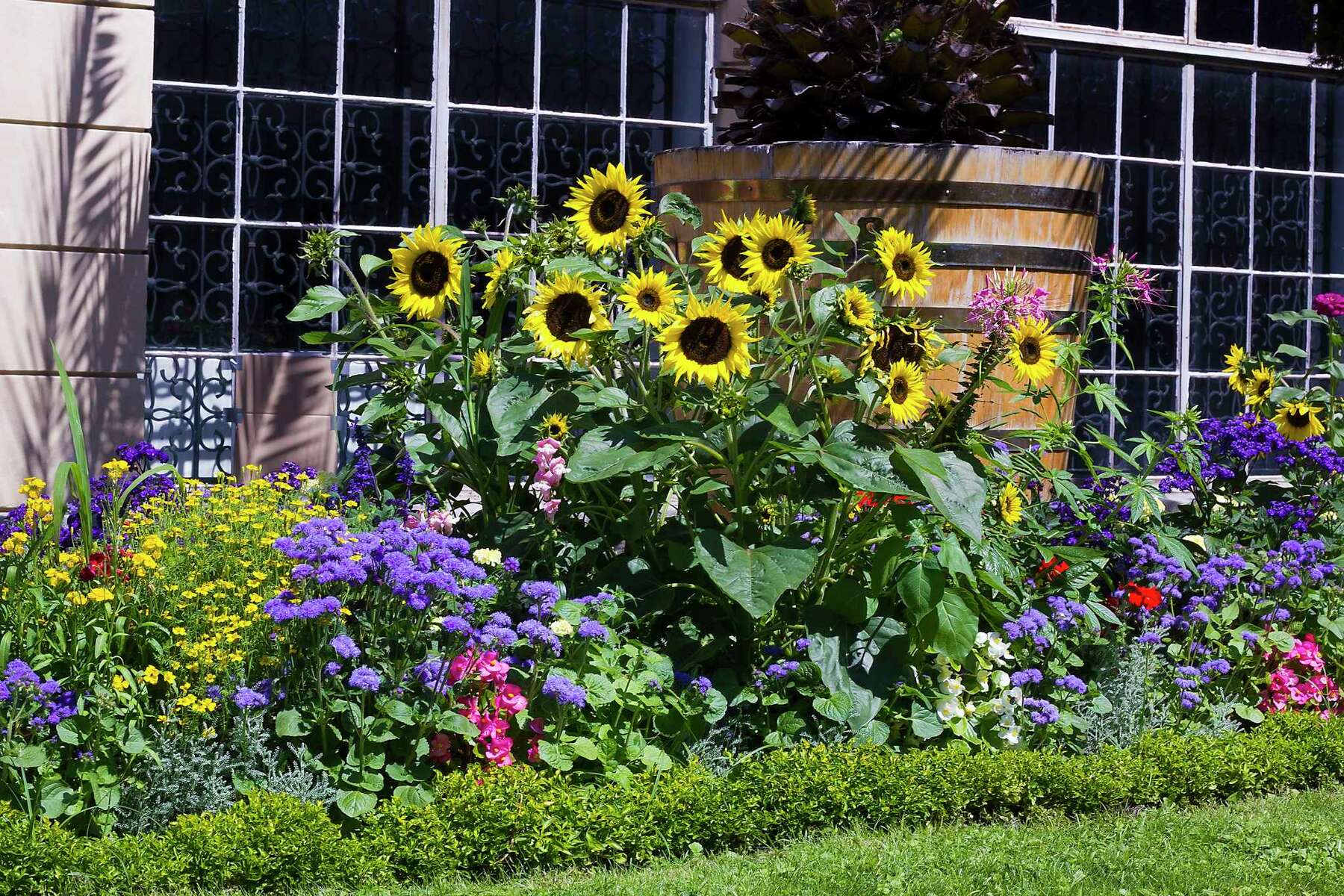 Image of Sunflowers and lima beans companion planting