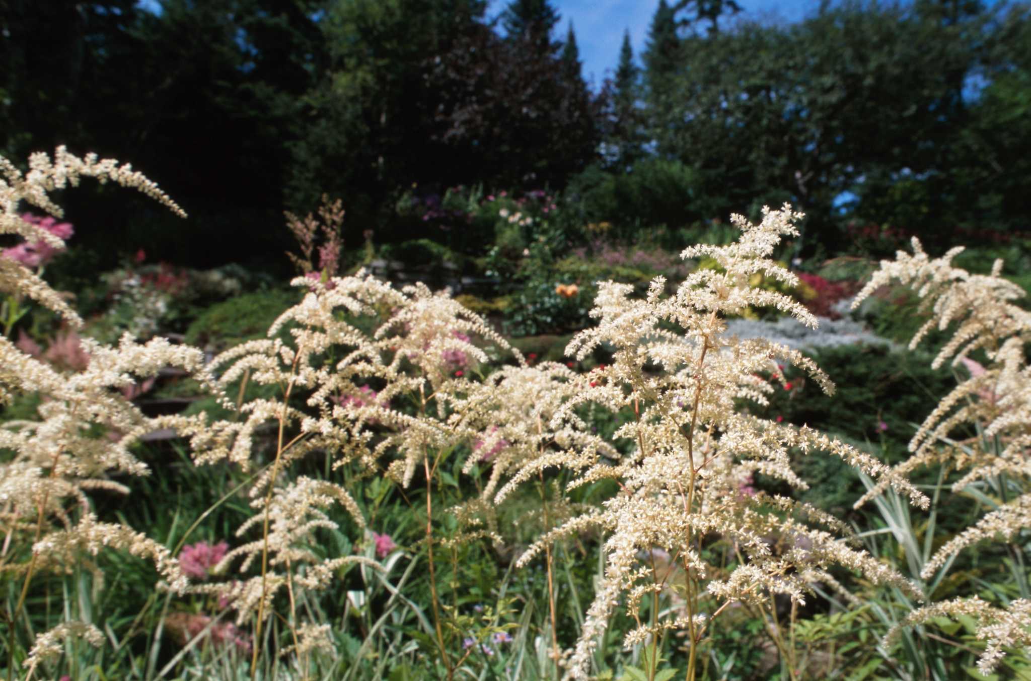 What Plants Need Cutting Back in the Fall?