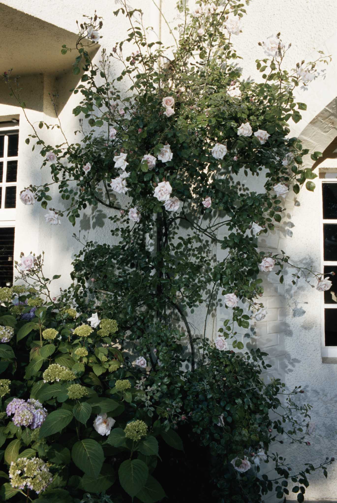 how-to-plant-a-standard-rose