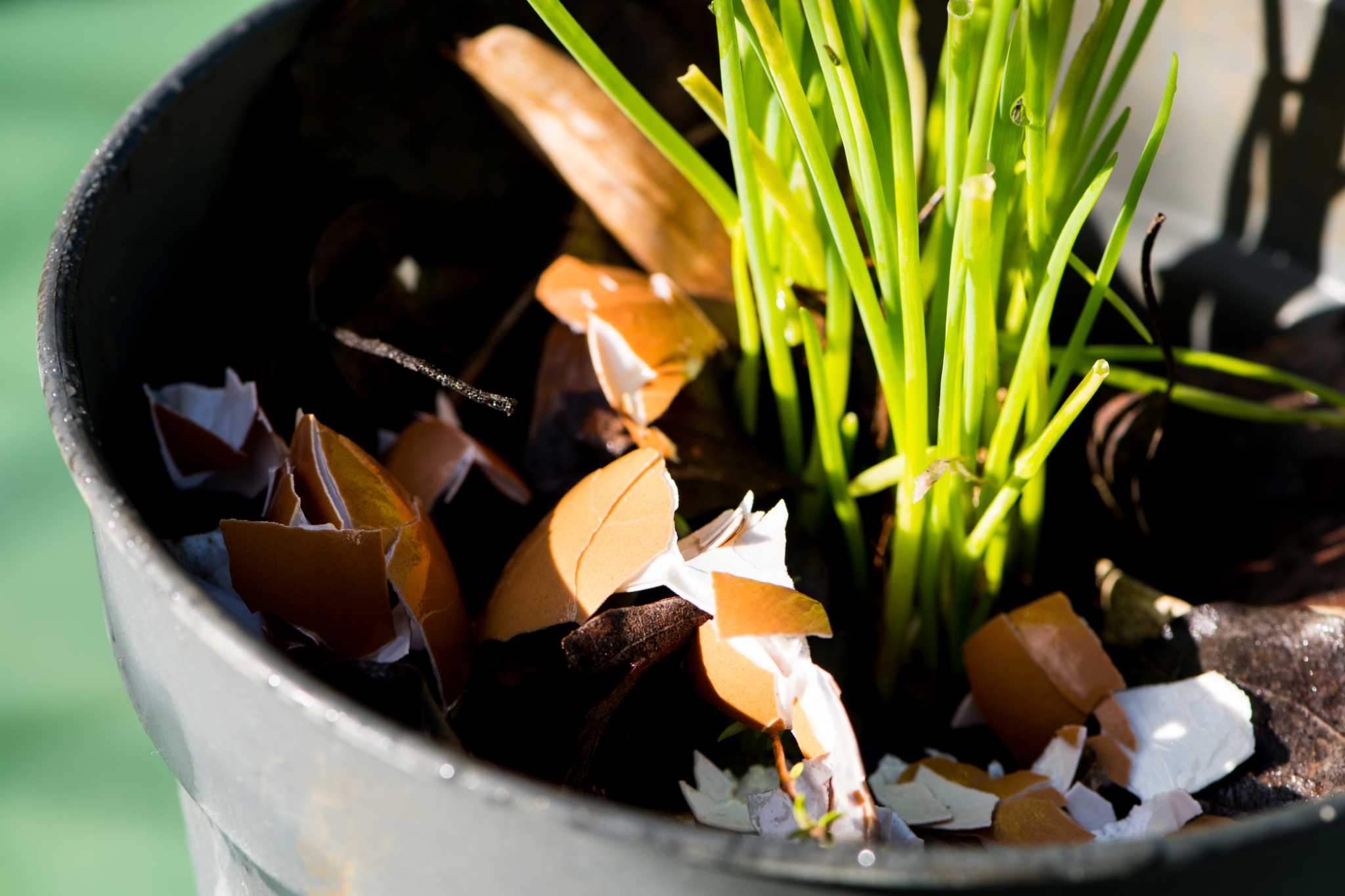 What Plants Would Benefit From Crushed Eggshells?