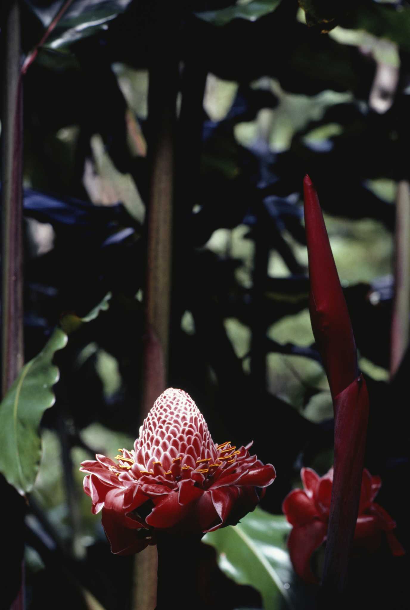 How to Plant Torch Ginger Seeds