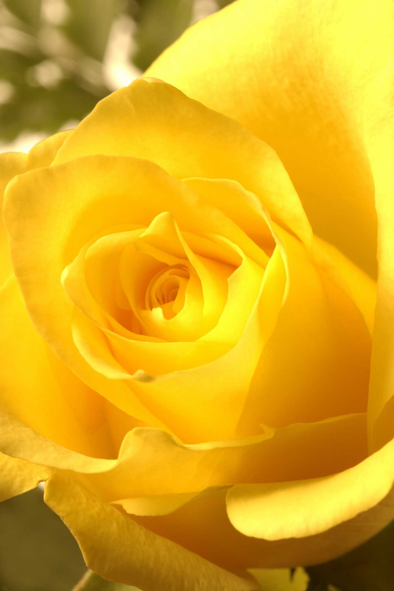 When to Plant Yellow Roses