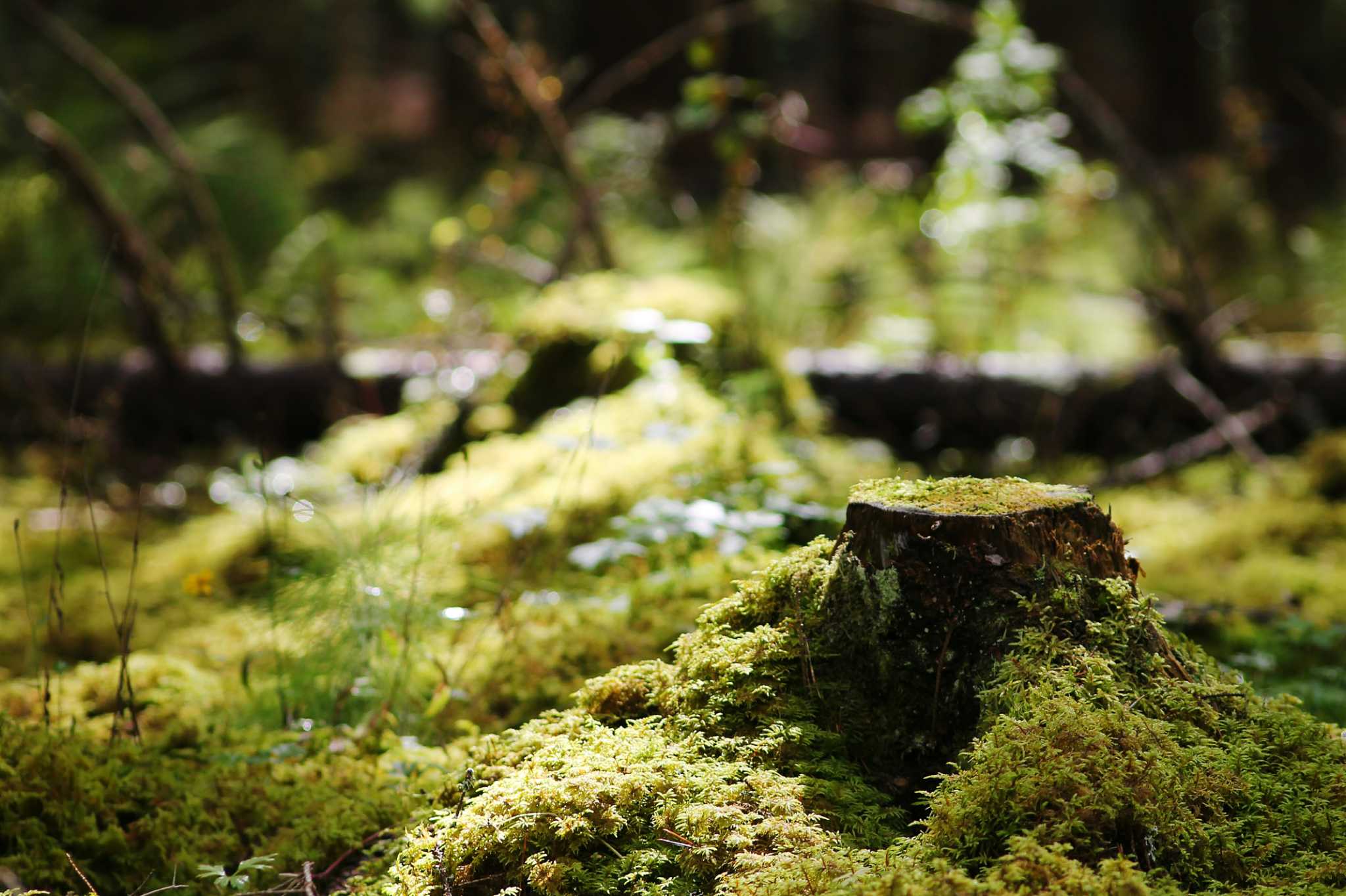 how-to-use-rock-salt-to-kill-roots-or-a-stump