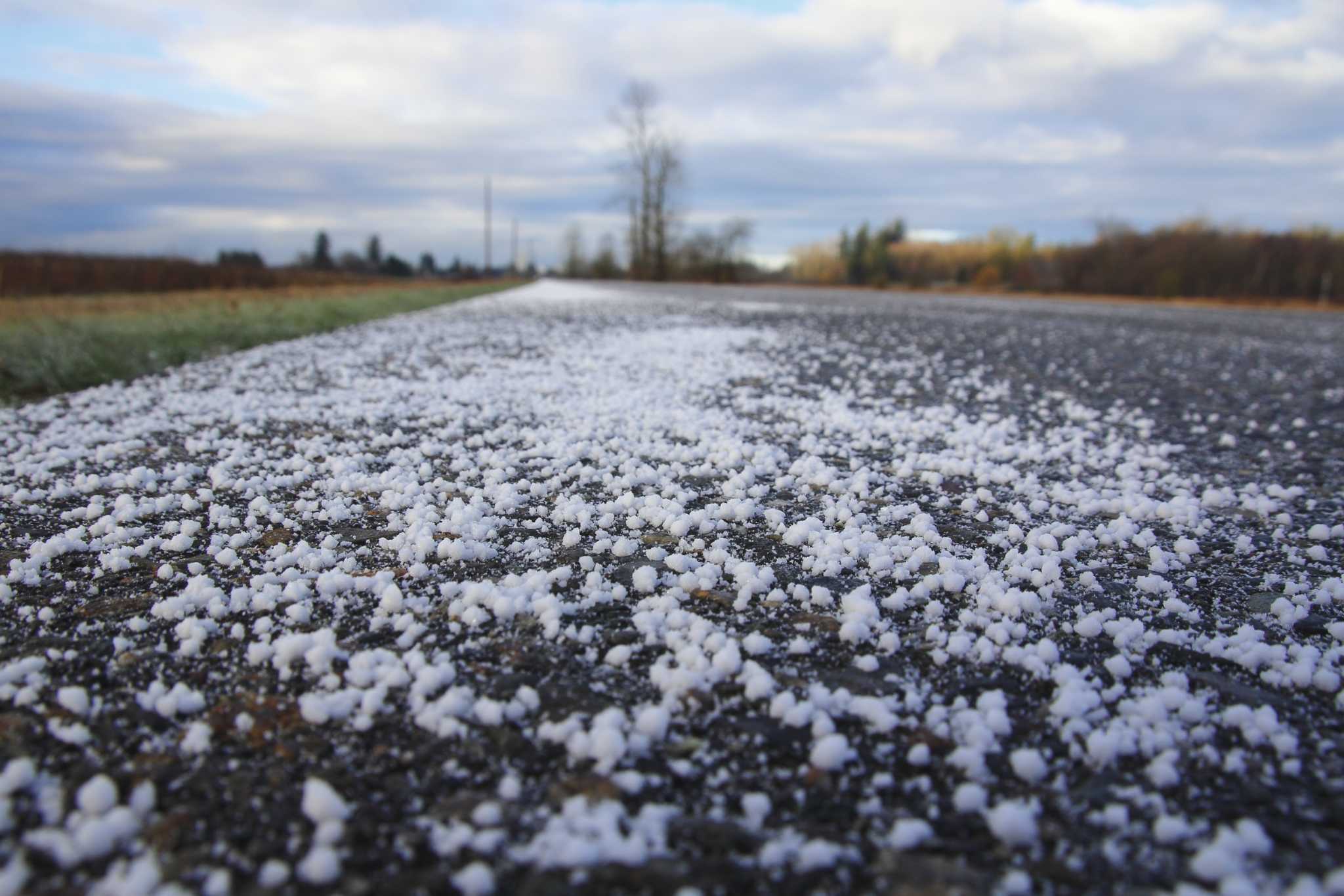 How to Use Rock Salt for Tree Root Problems