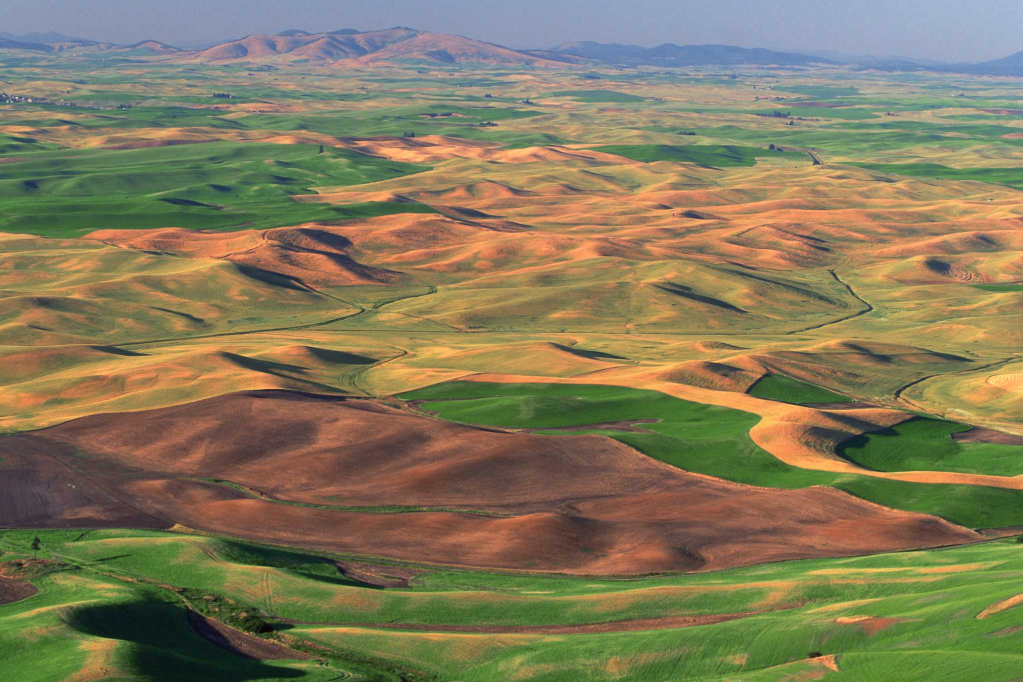 What Is Plucking & Abrasion?