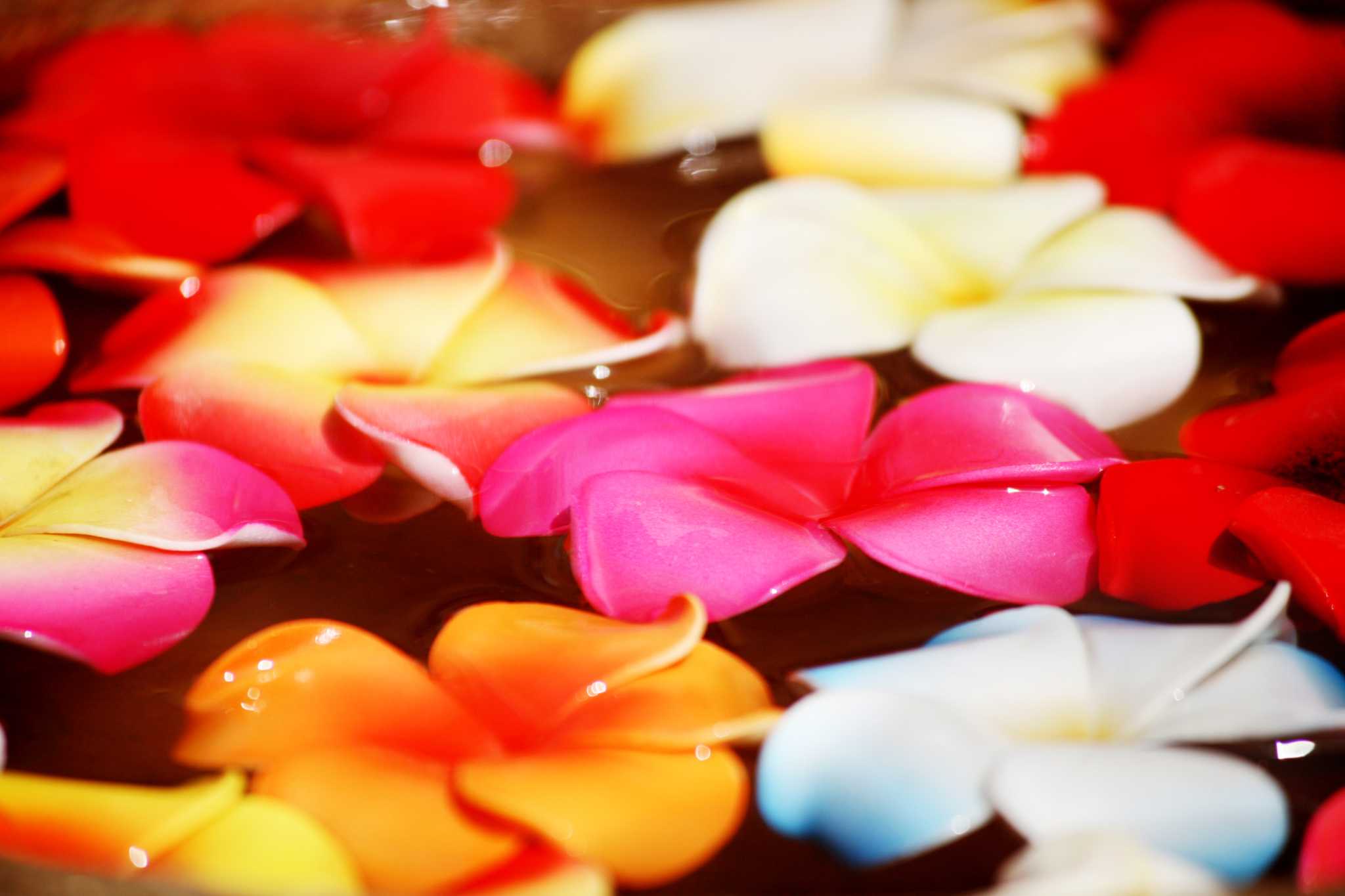 Plumeria Colors