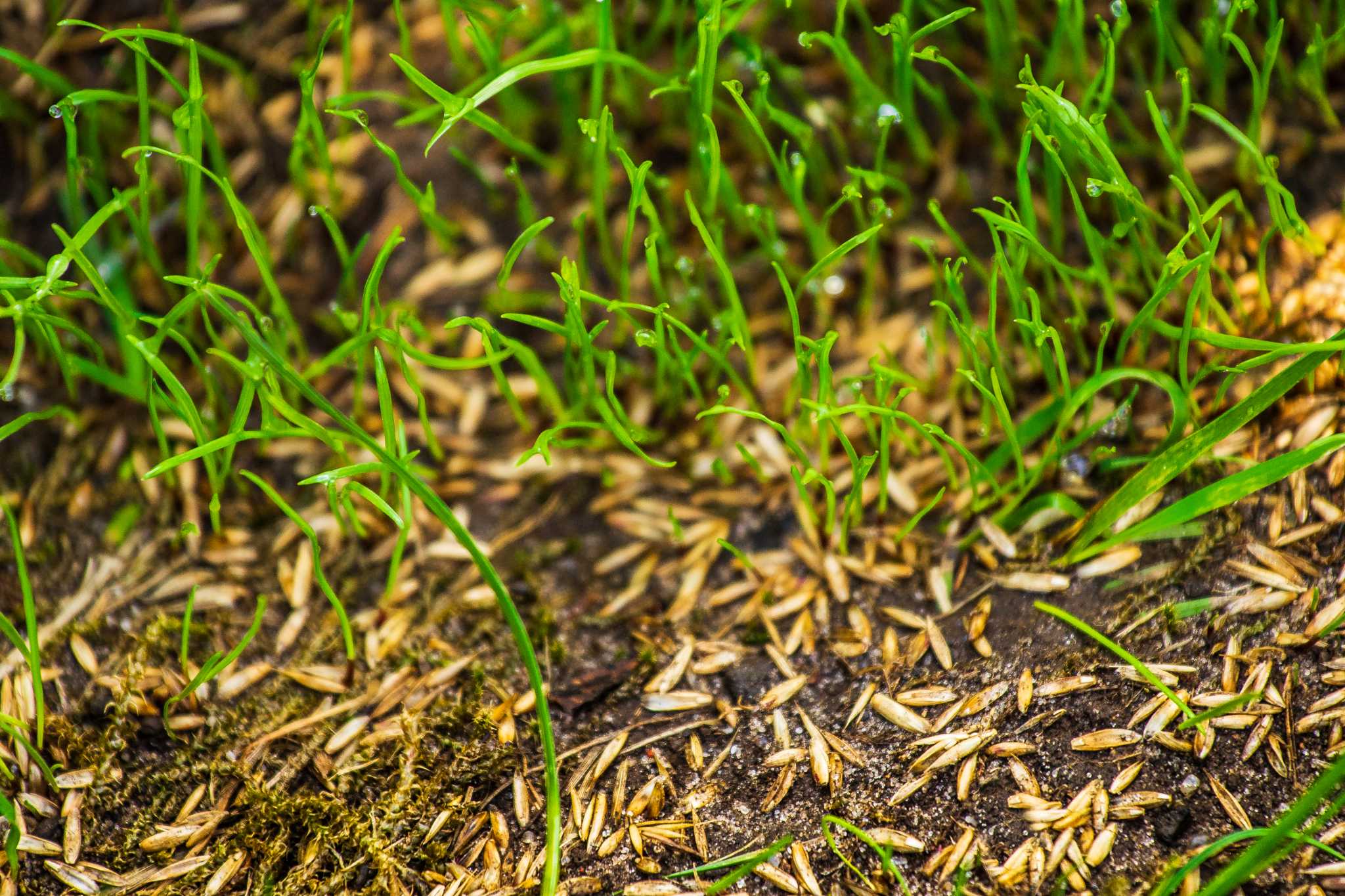 How to Use a Seed Germination Blanket Over Existing Grass