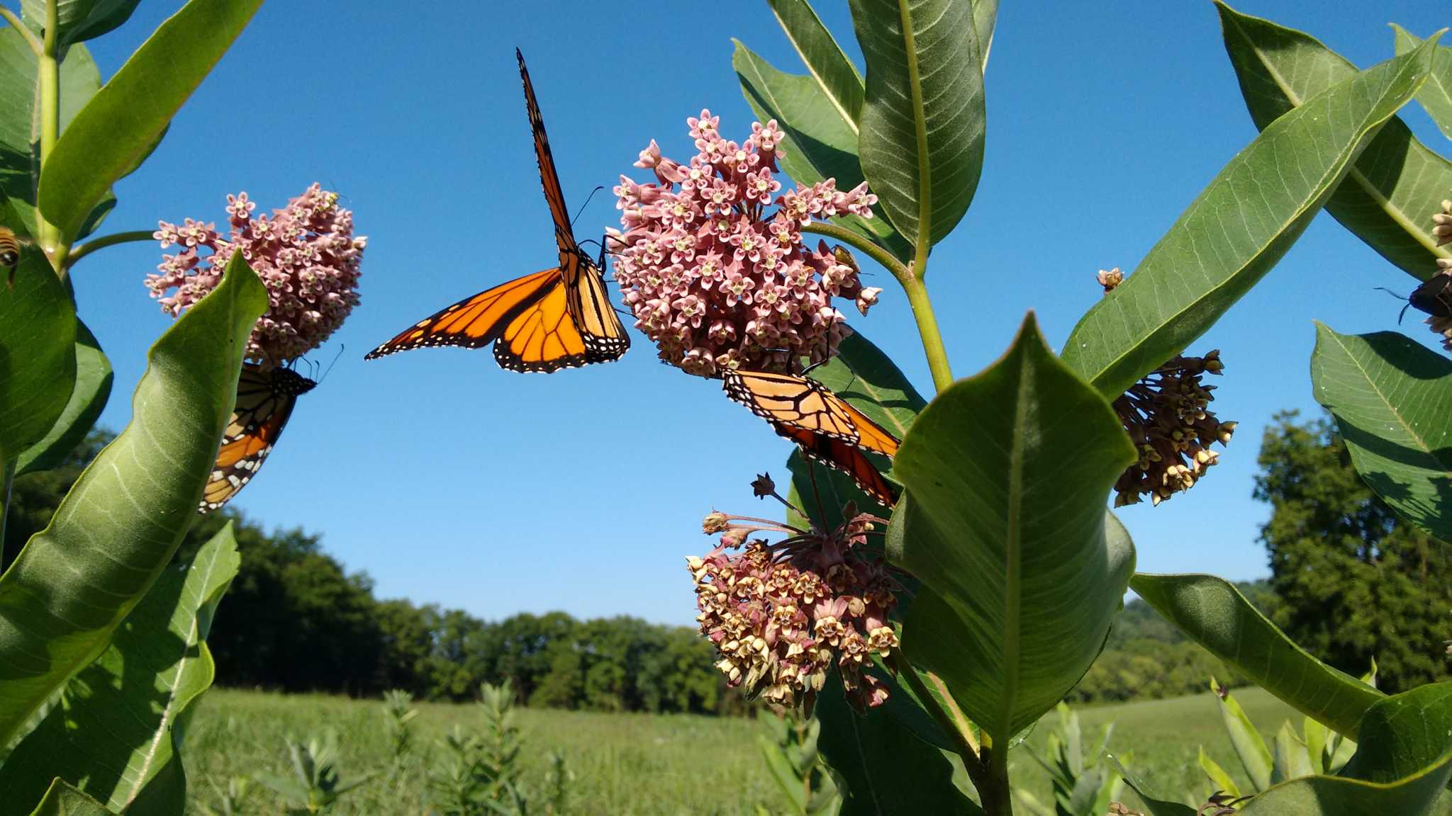 How Poisonous Is Milkweed To Humans?