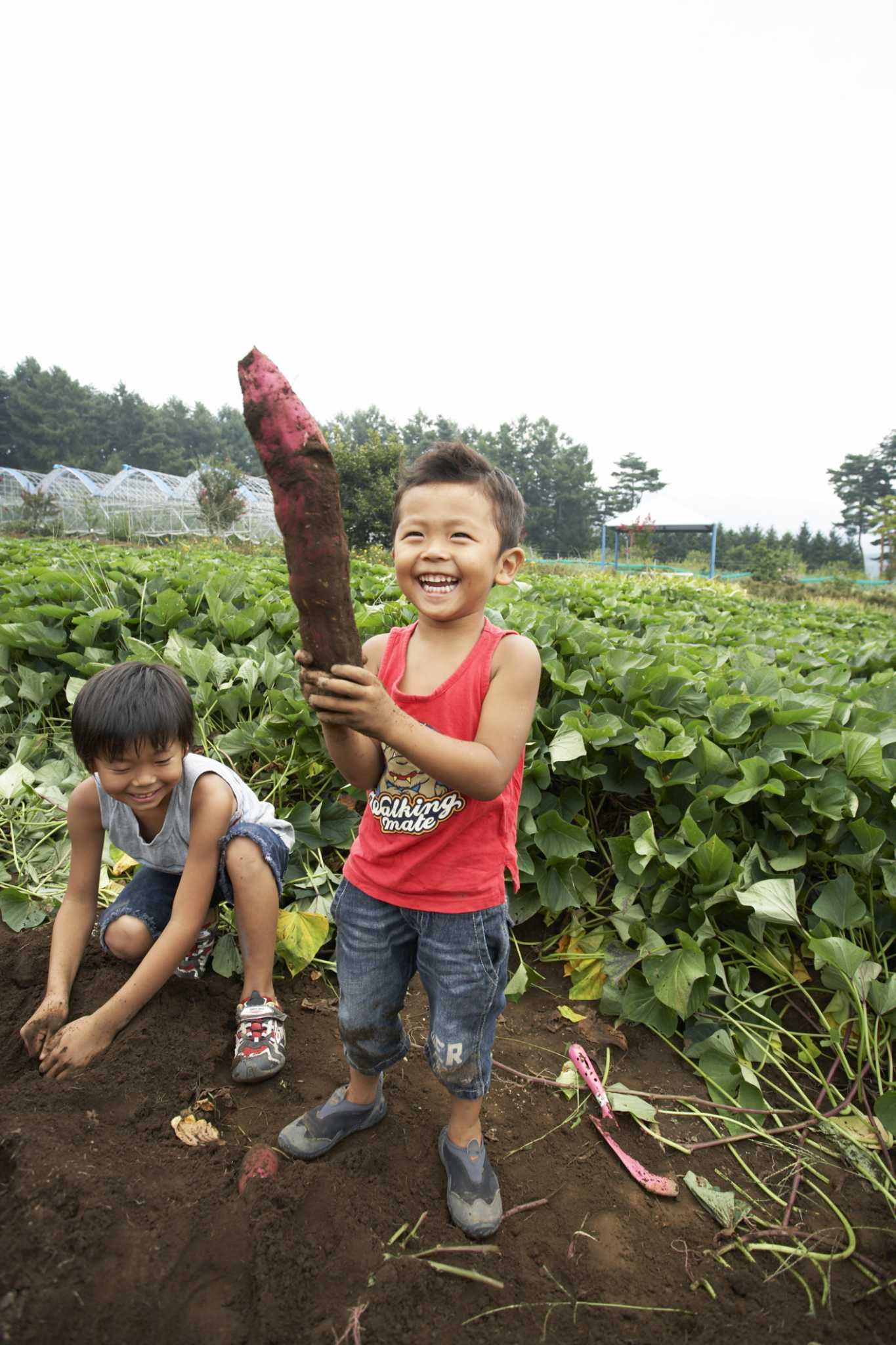 Pollinating Sweet Potatoes