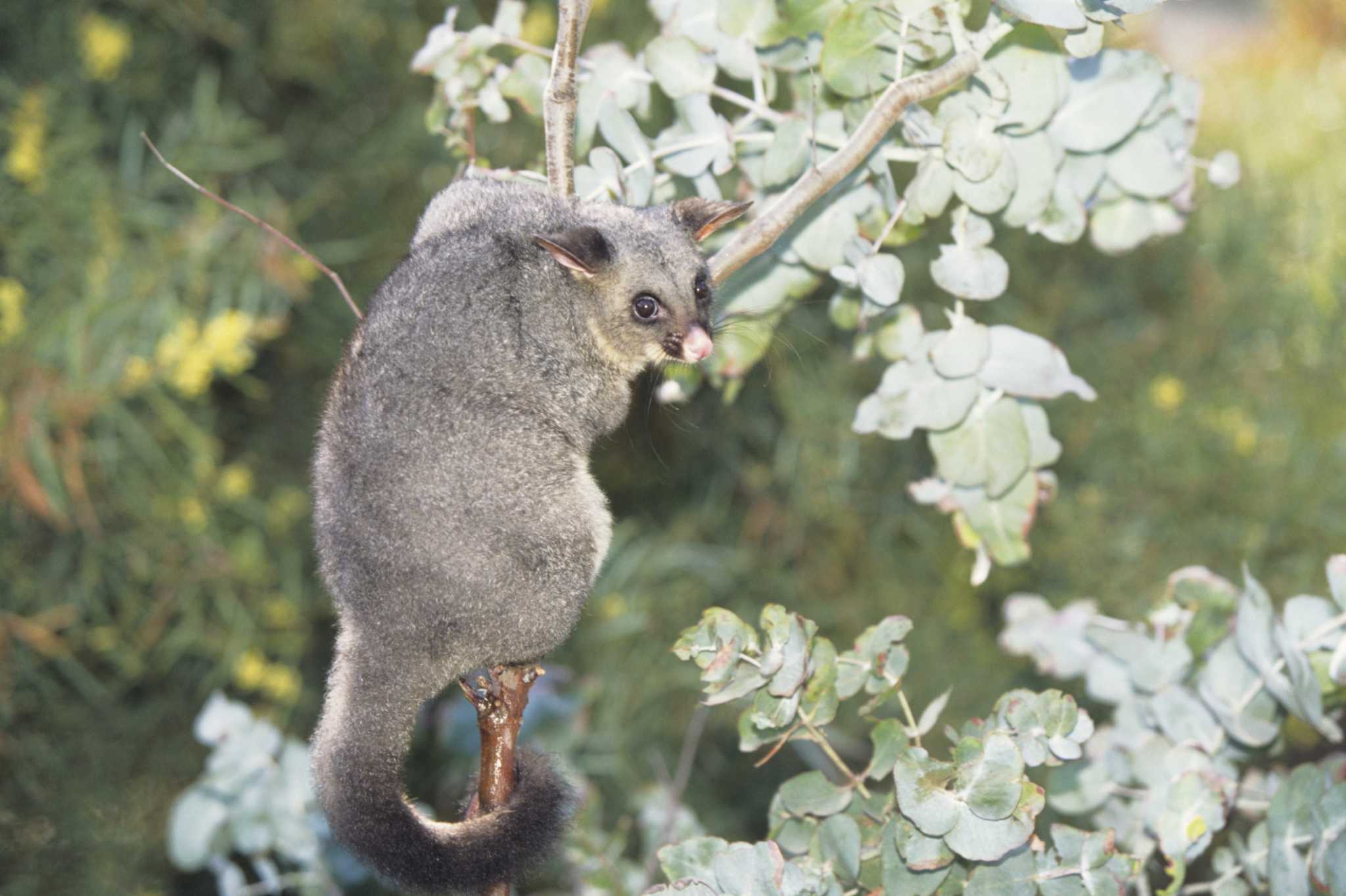Do Possums Dig Up Lawns?